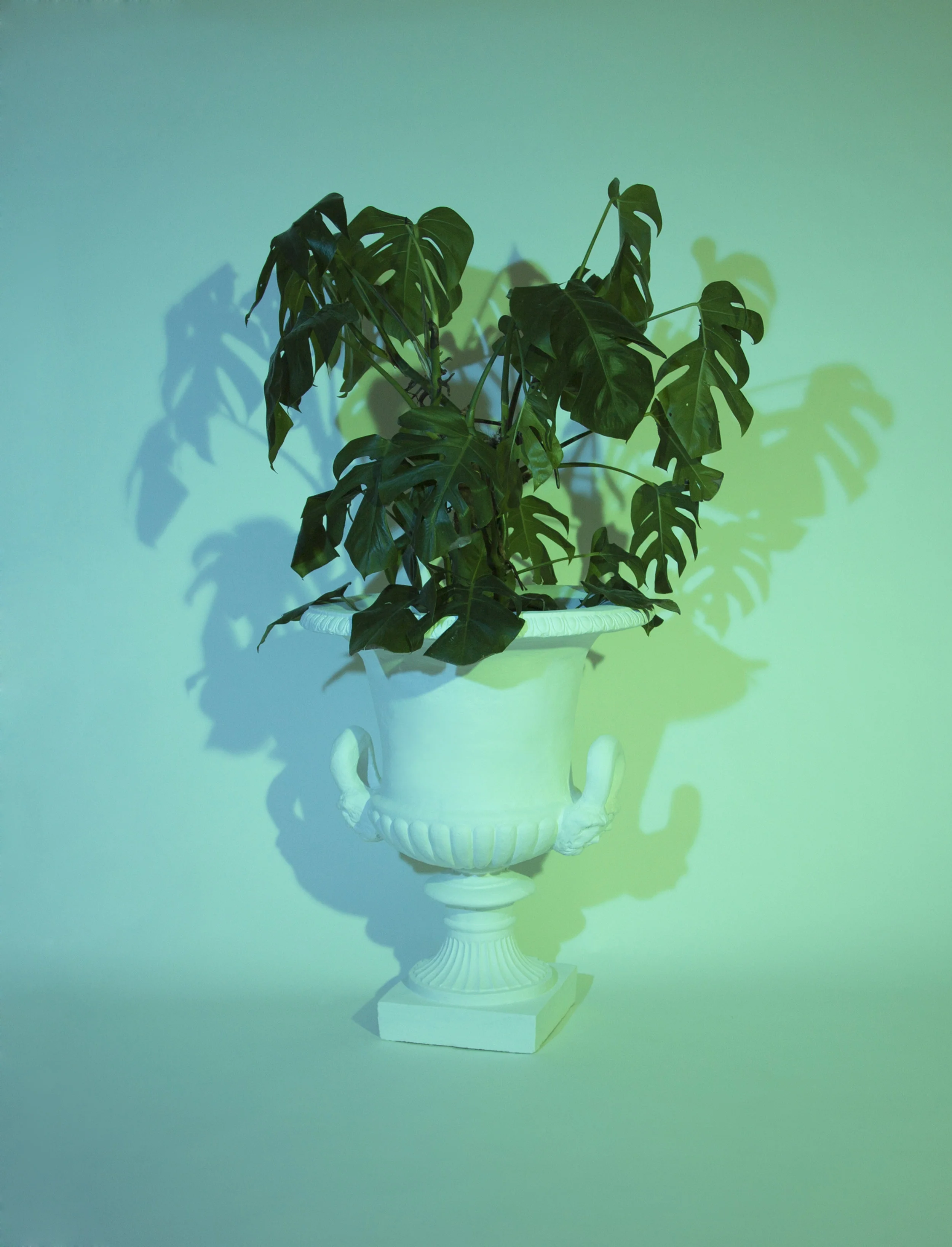 Plant II , Giclee Print, 12” x 16” (31.5 x 40.5 cm), 2014