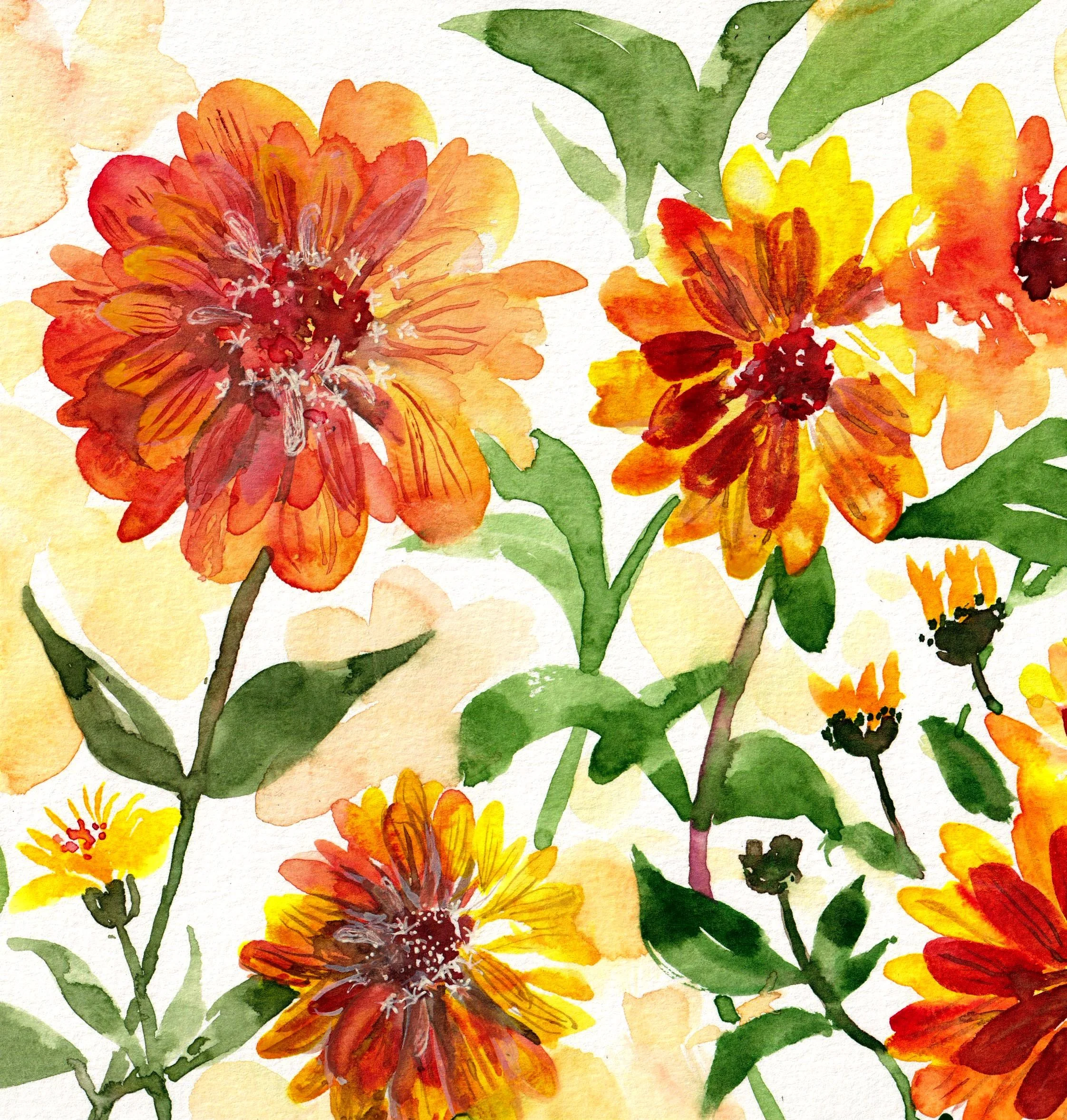 Zinnnia.jpg