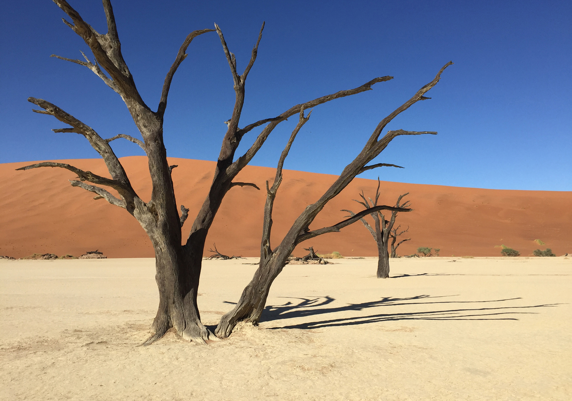  Petrified trees, Sossusvlei, Namibia 