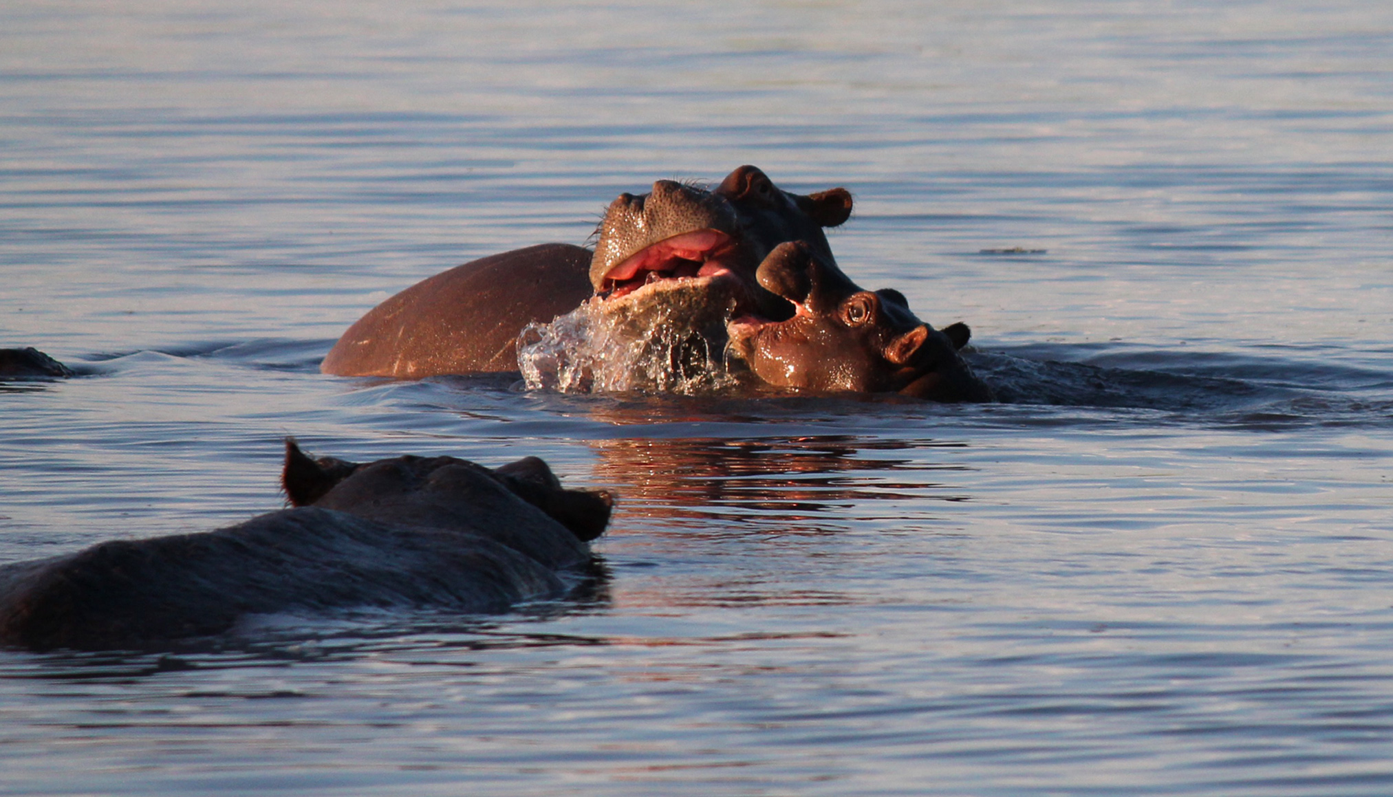  A baby hippo gets a rise out of his mother 