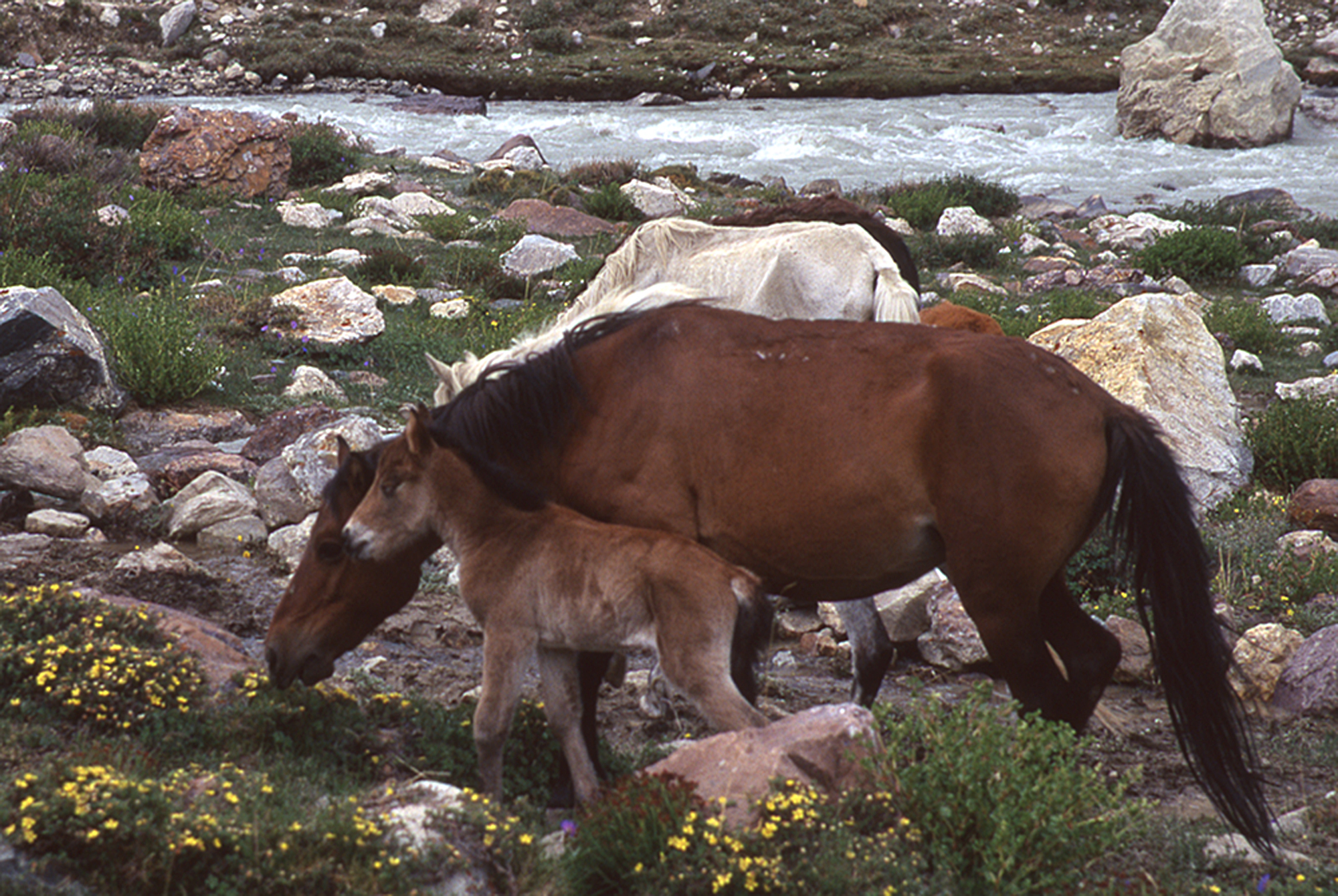  A colt in the Himalayas enjoys life before growing into a pack horse 