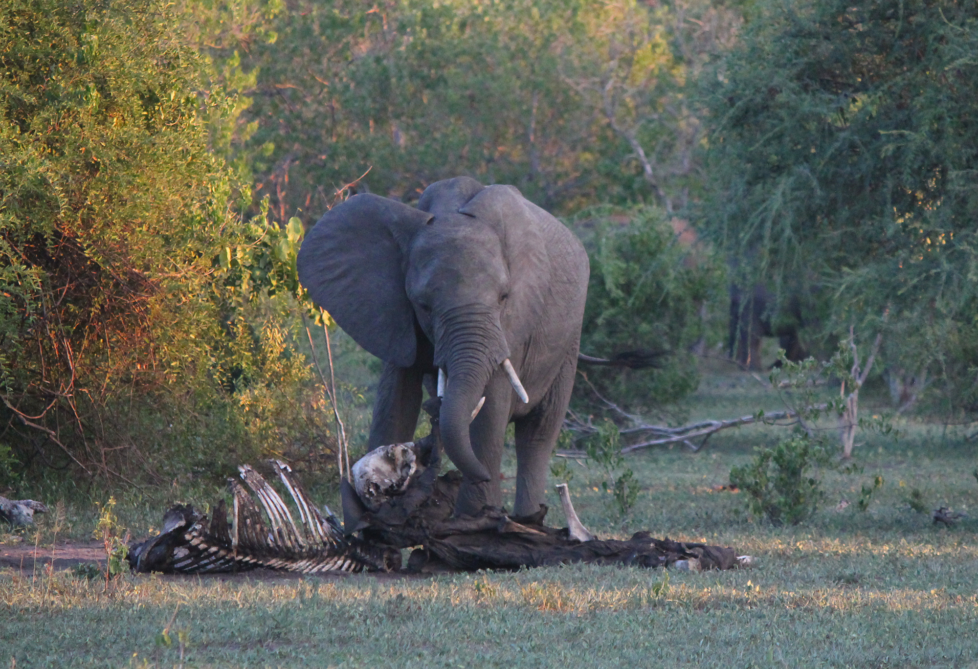  African elephant mourns a long-dead relative 