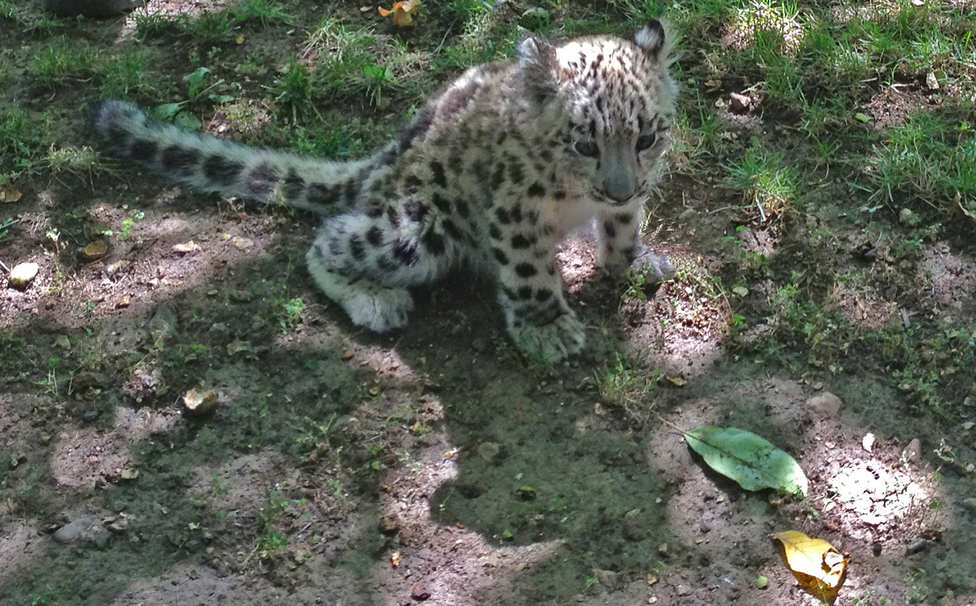  Baby Snow Leopard already has a knack for blending in 