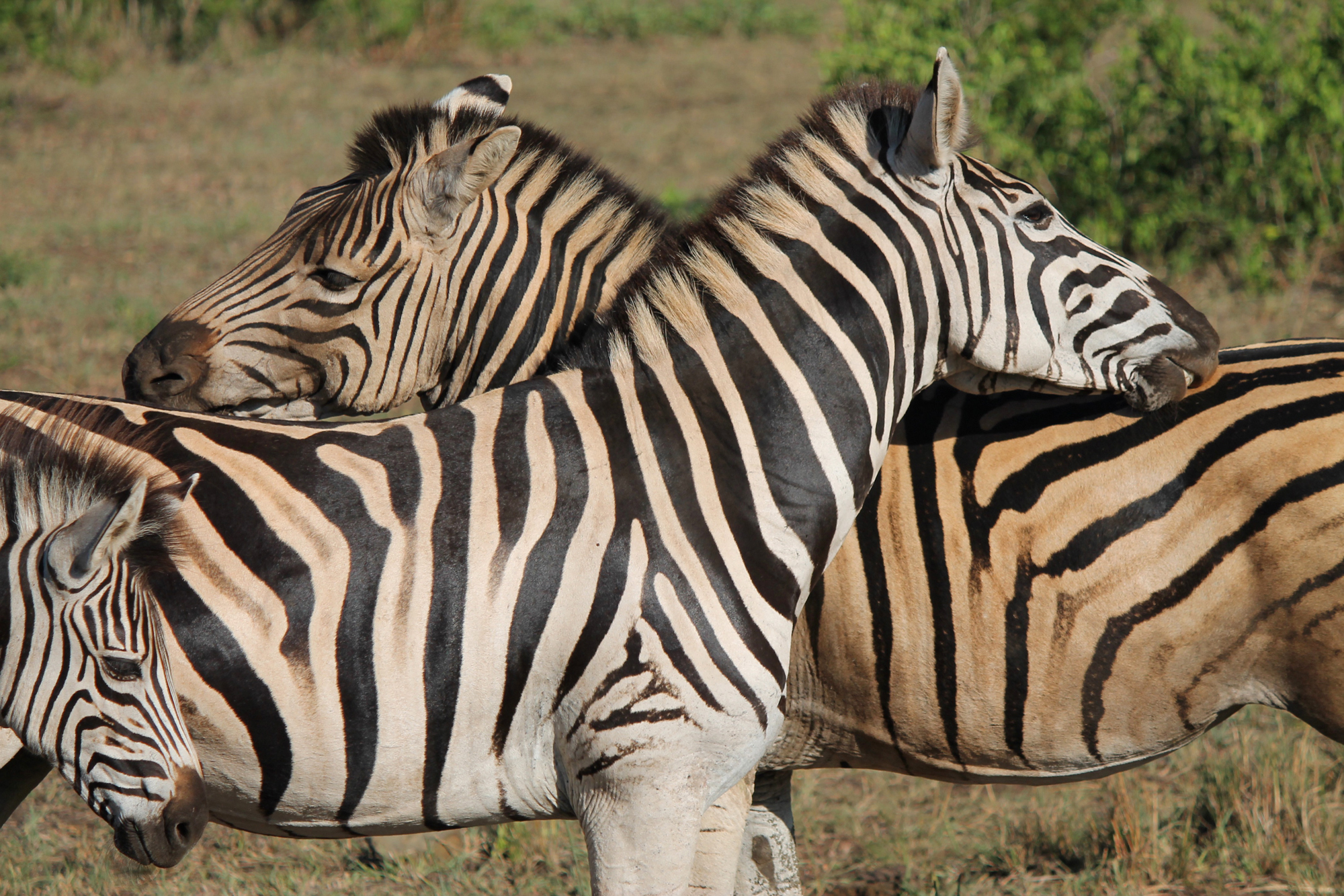  Each zebra has unique markings 
