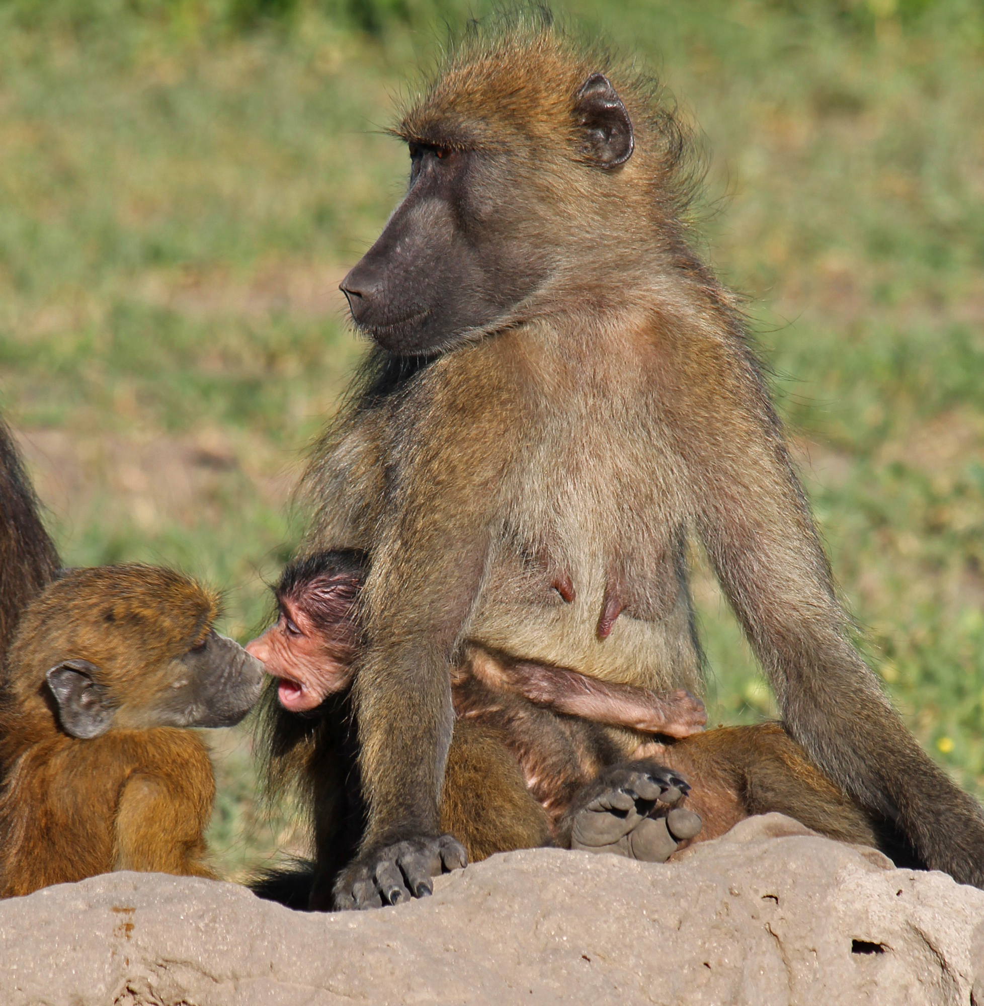  Days old baboon defends his food source 