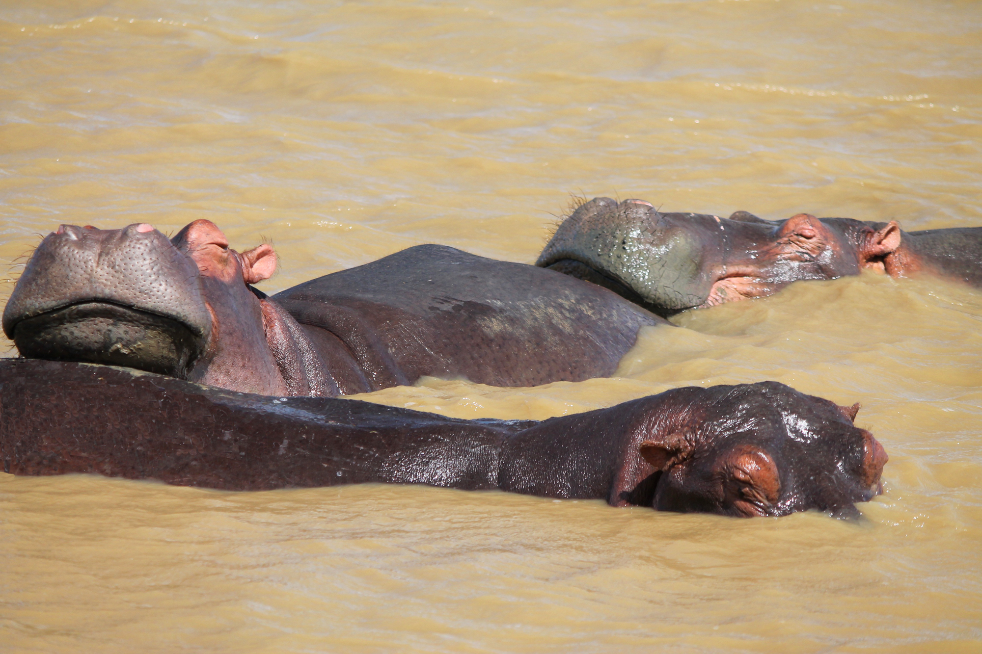  Hippos support each other from drowning while sleeping 