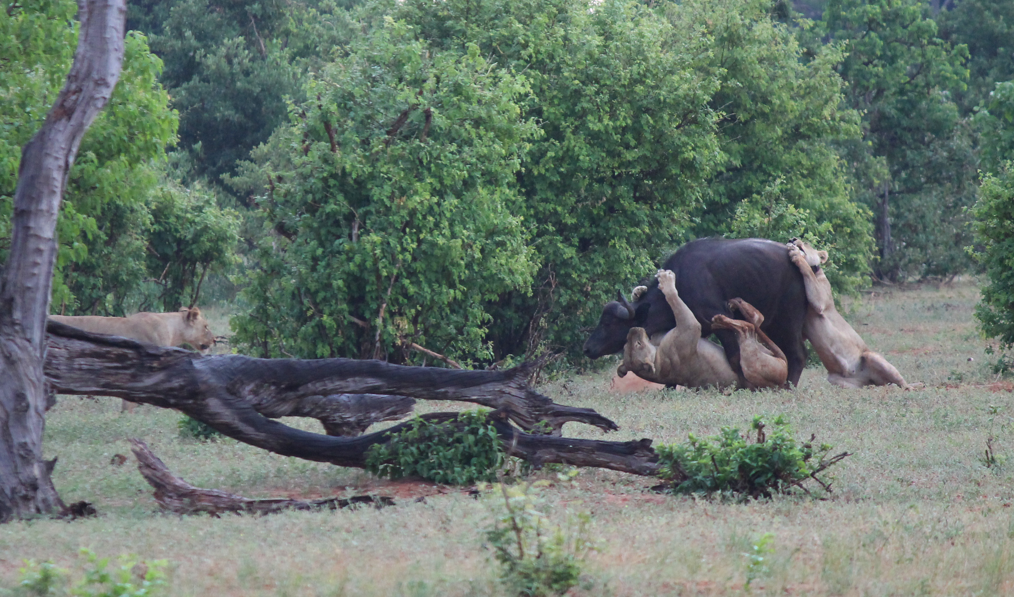  In spite of the odds, this Cape Buffalo walked away from the attack 