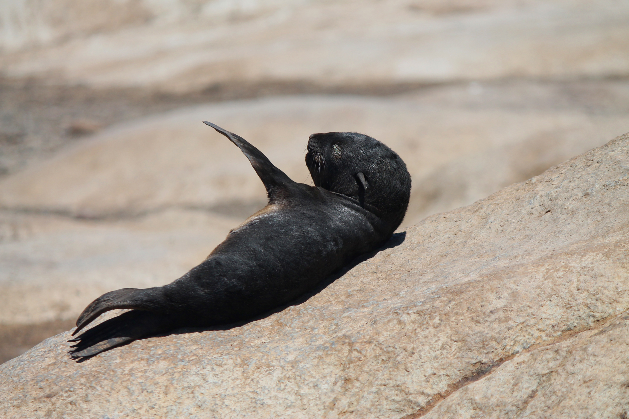  Newborn seal left alone is in danger 