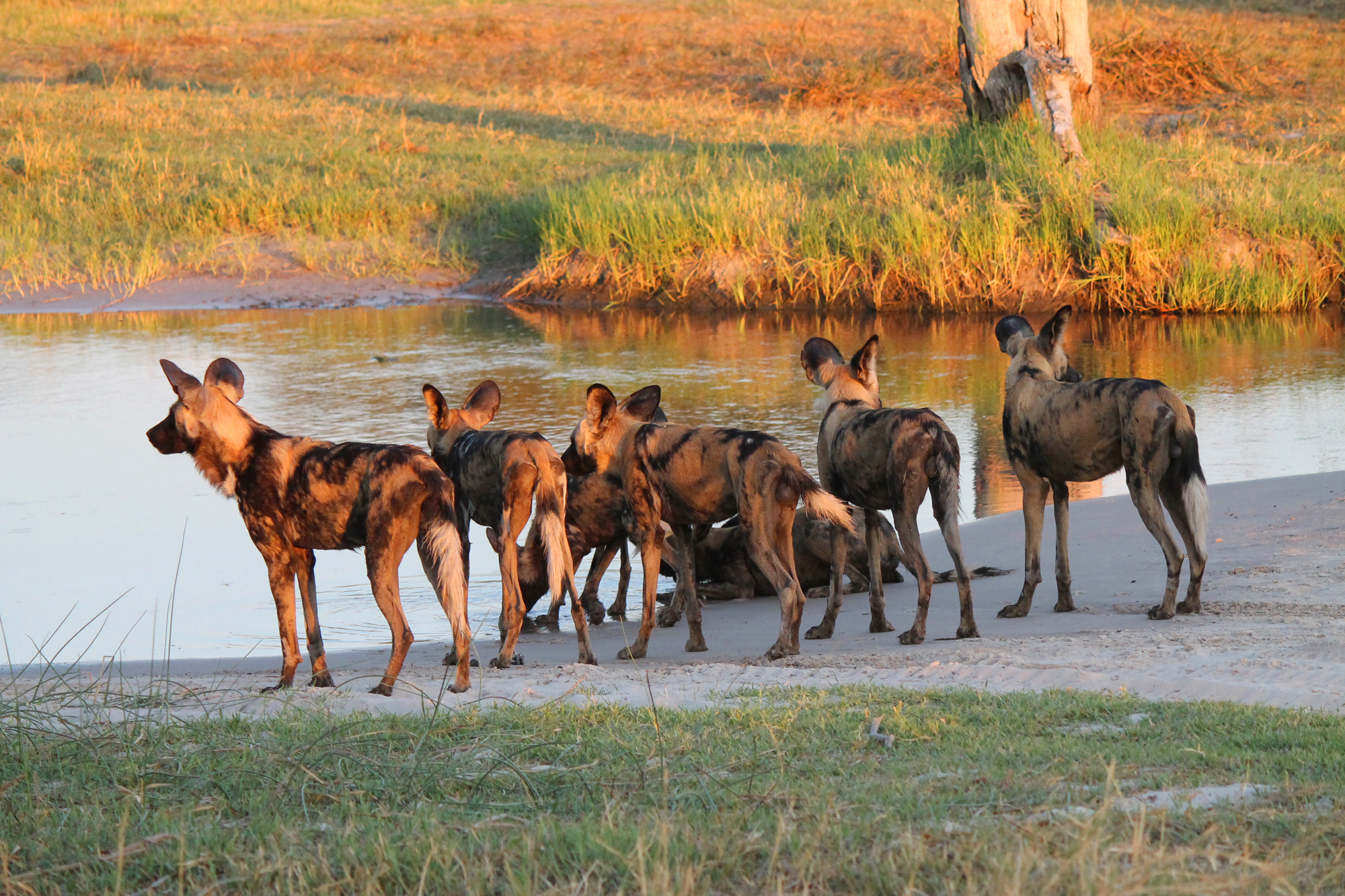  Painted dogs chasing prey are stopped short by a stream only four inches deep 