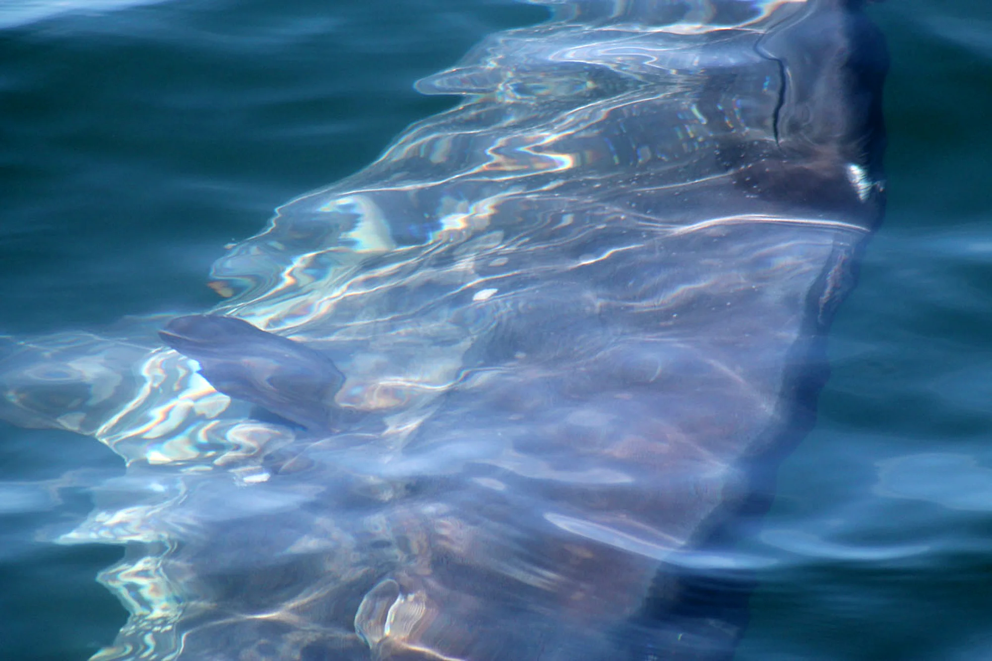 Fish effect