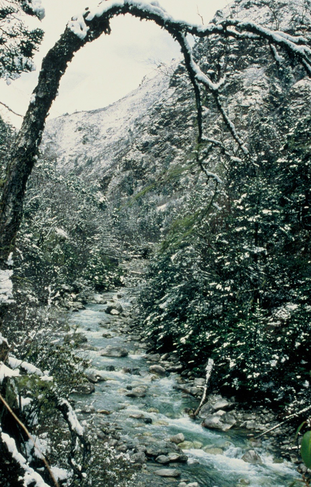  Mountain stream 