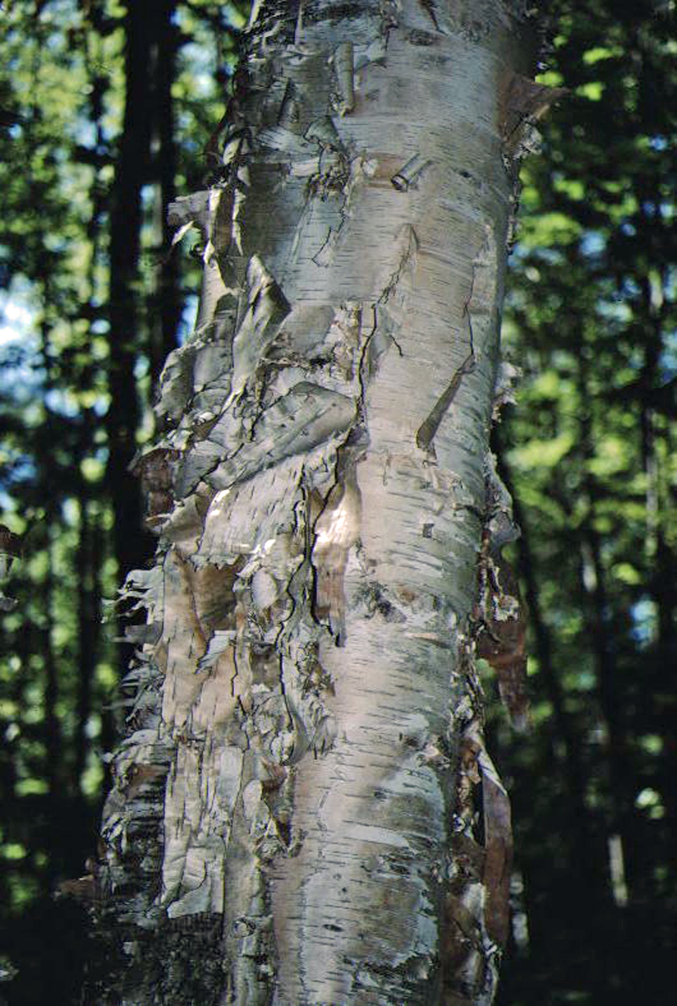  Birch bark 
