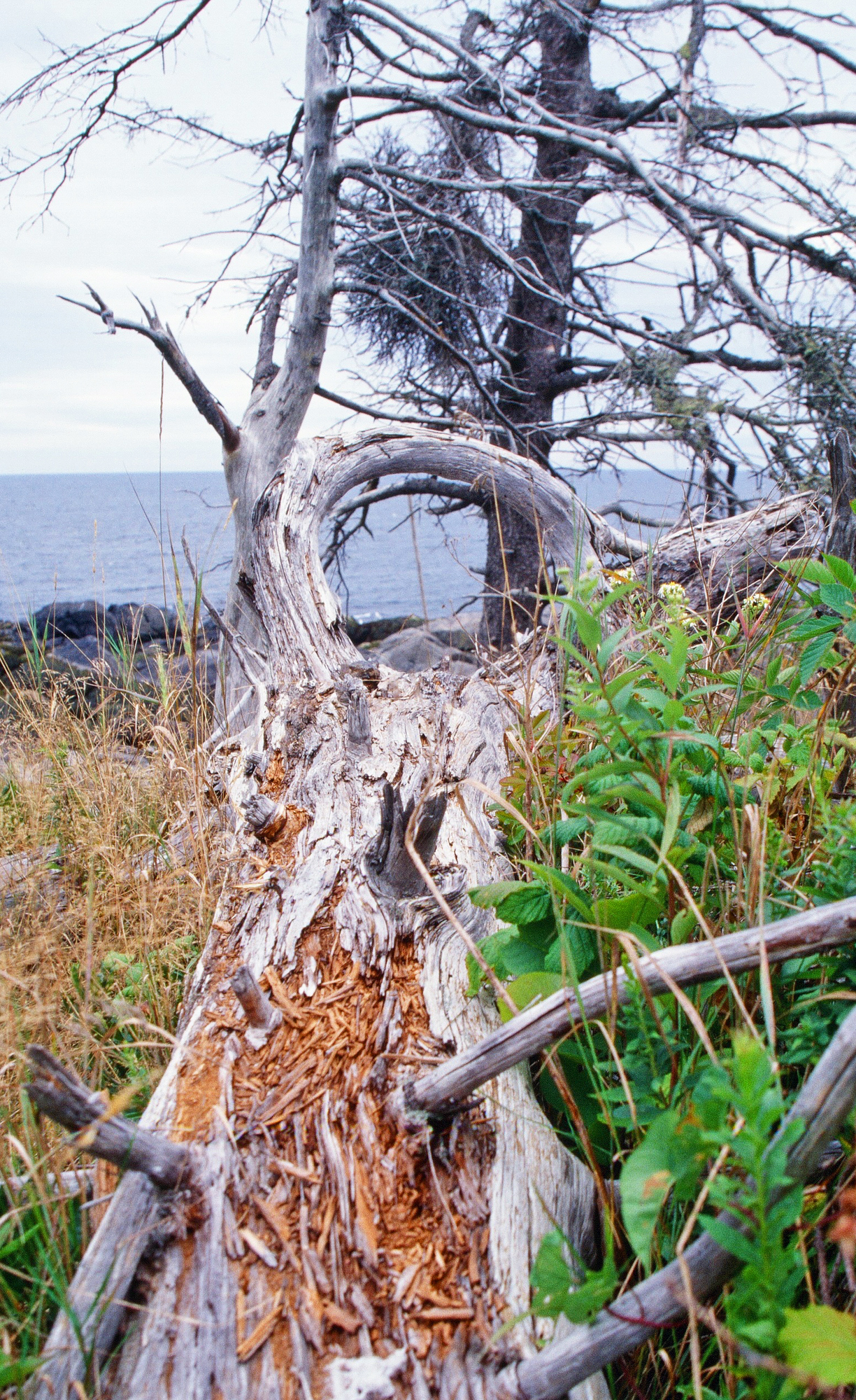  Maine coast driftwood 