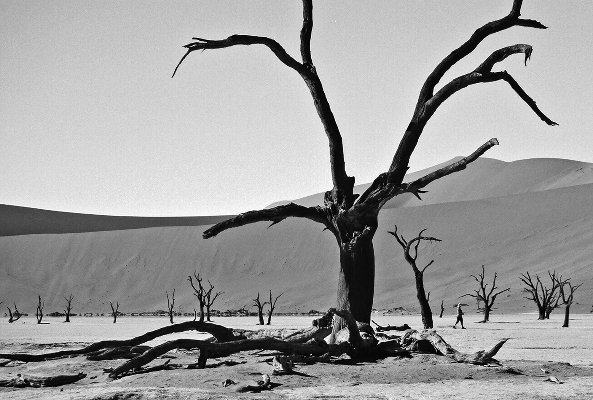  Petrified in the Namibian desert 