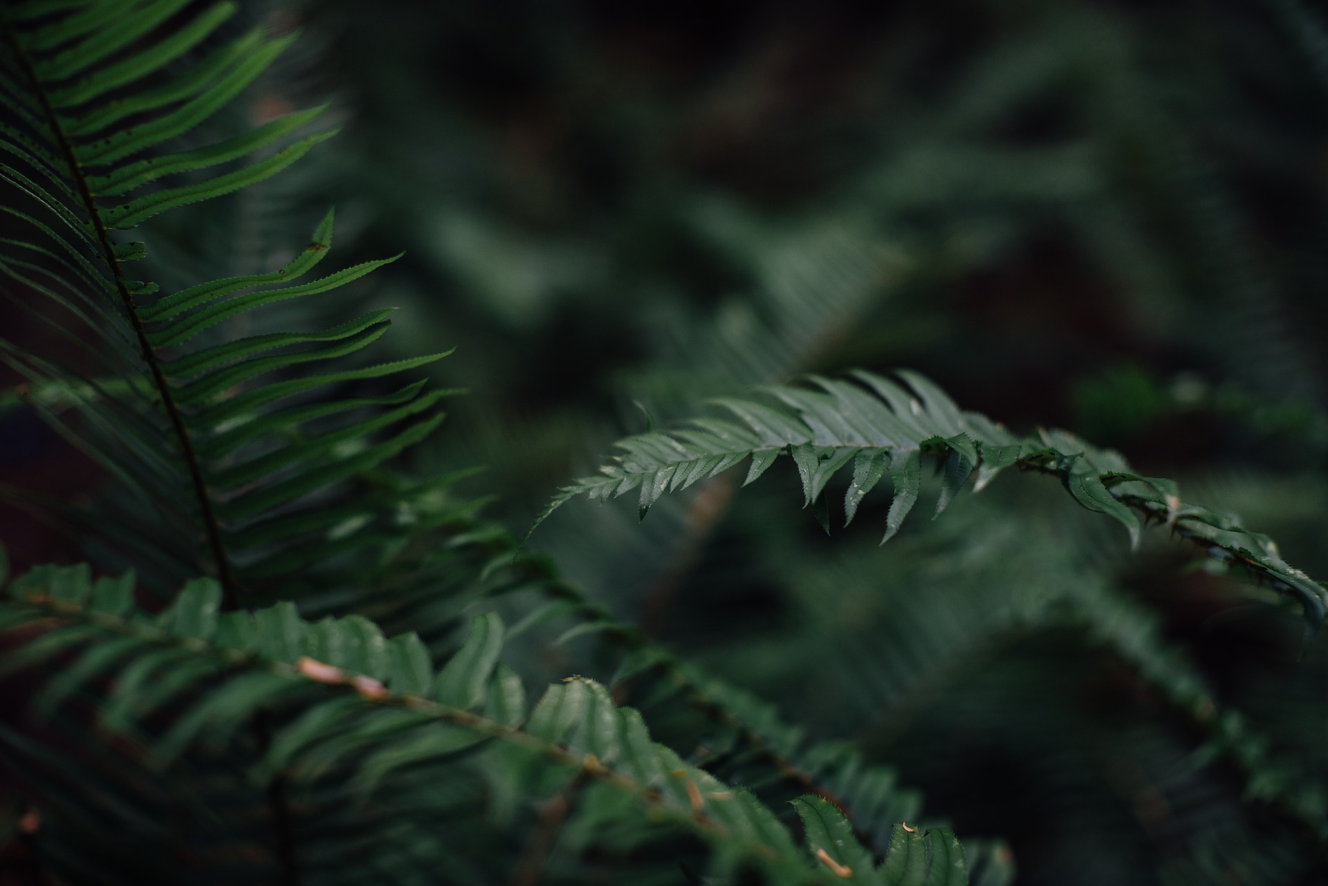 A friend of mine thinks it’s absolutely hilarious that I put a giant image of a fern on my homepage since I’m not, in her words, ‘an outdoorsy person’. She’s right but I still like the fern so it stays for now.