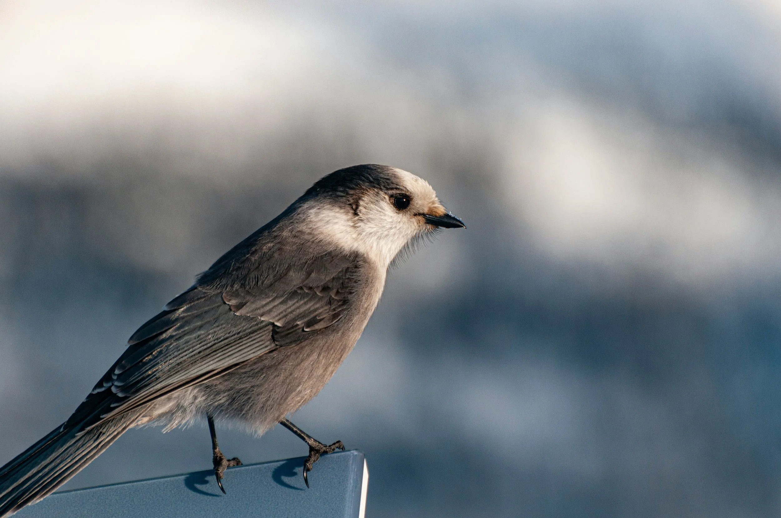 a close photograph of a perched grey-brown bird with white markings looking wistfully in the distance