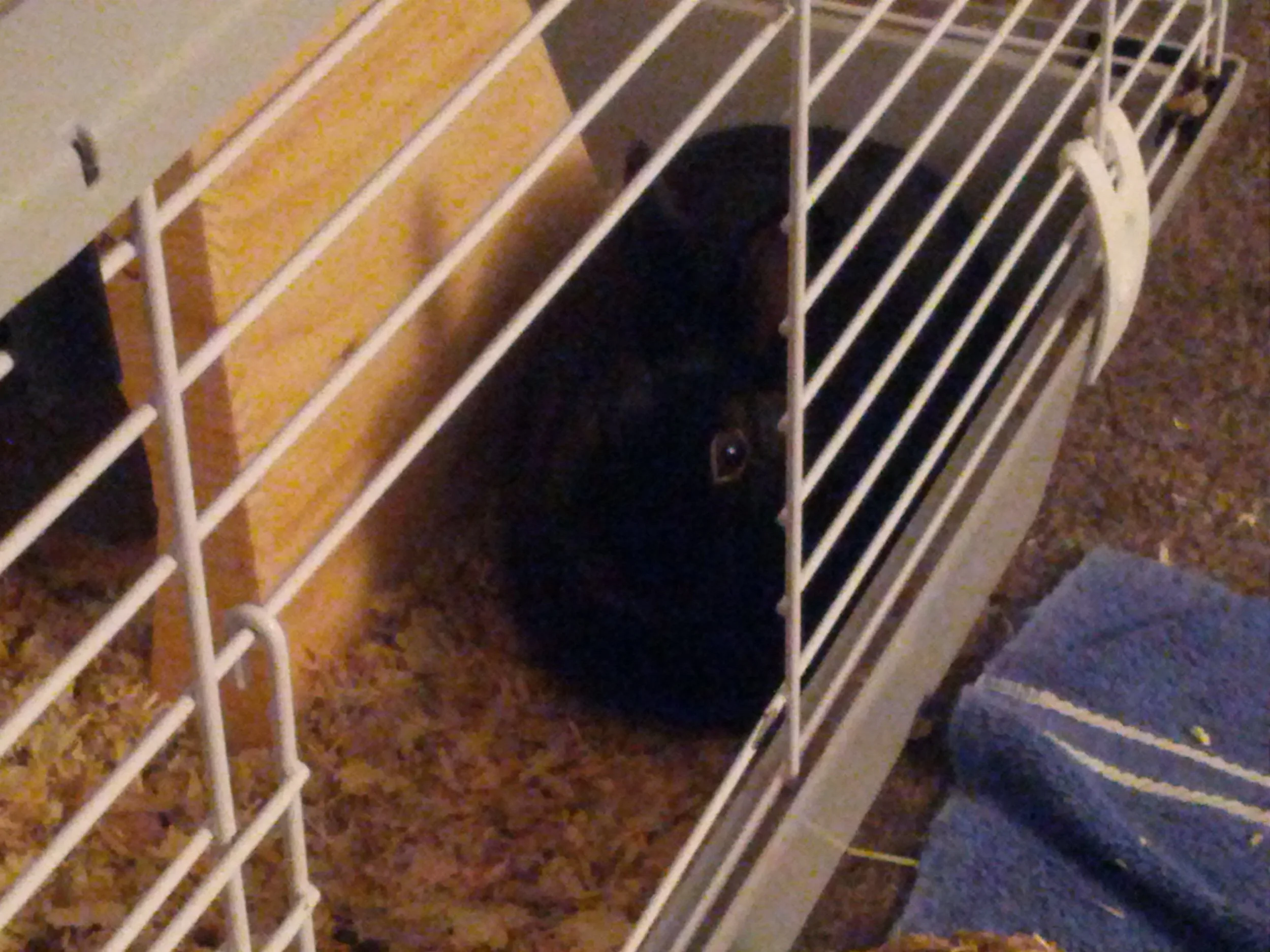 A week alone with the bunny...