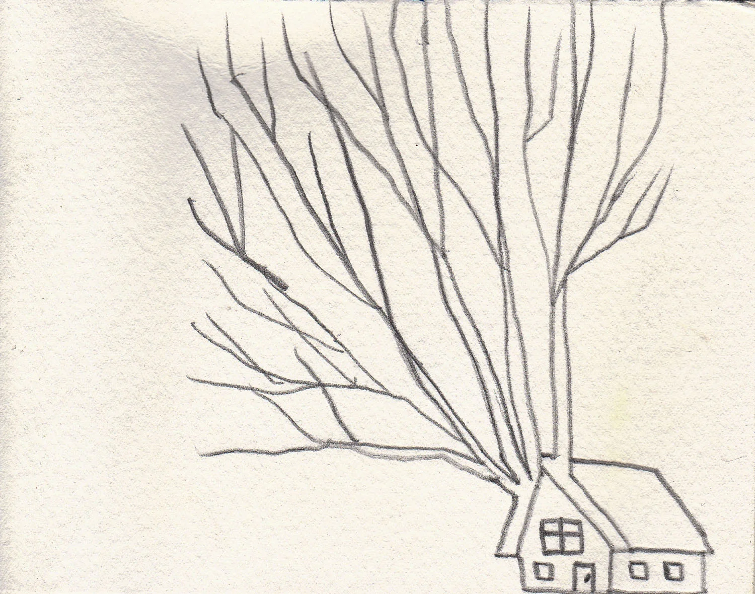 Mark Feddes-pencil-paper-2000-tree-face-.jpg