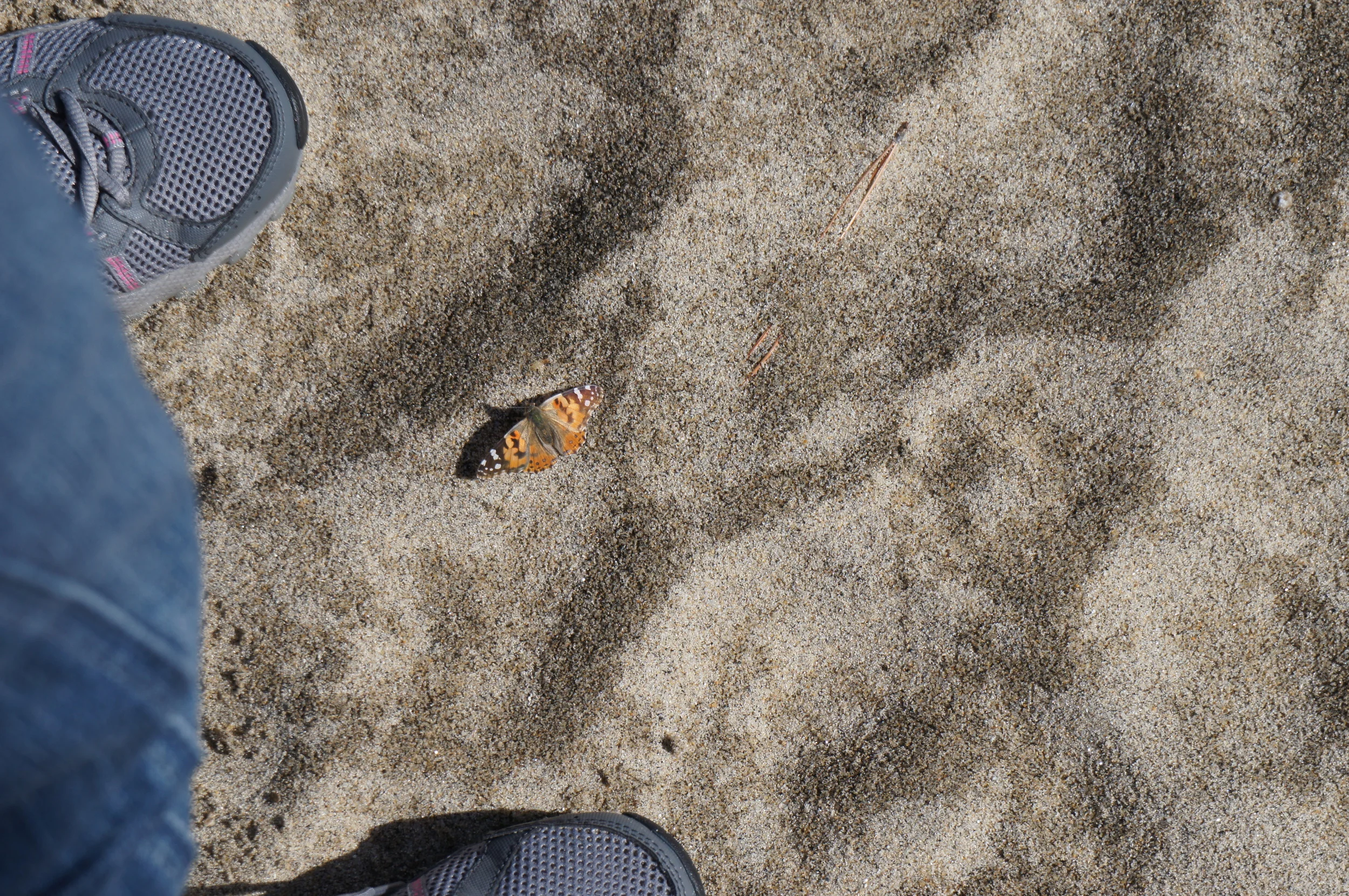 Butterfly resting between my feet - Lake Tahoe, April 2012