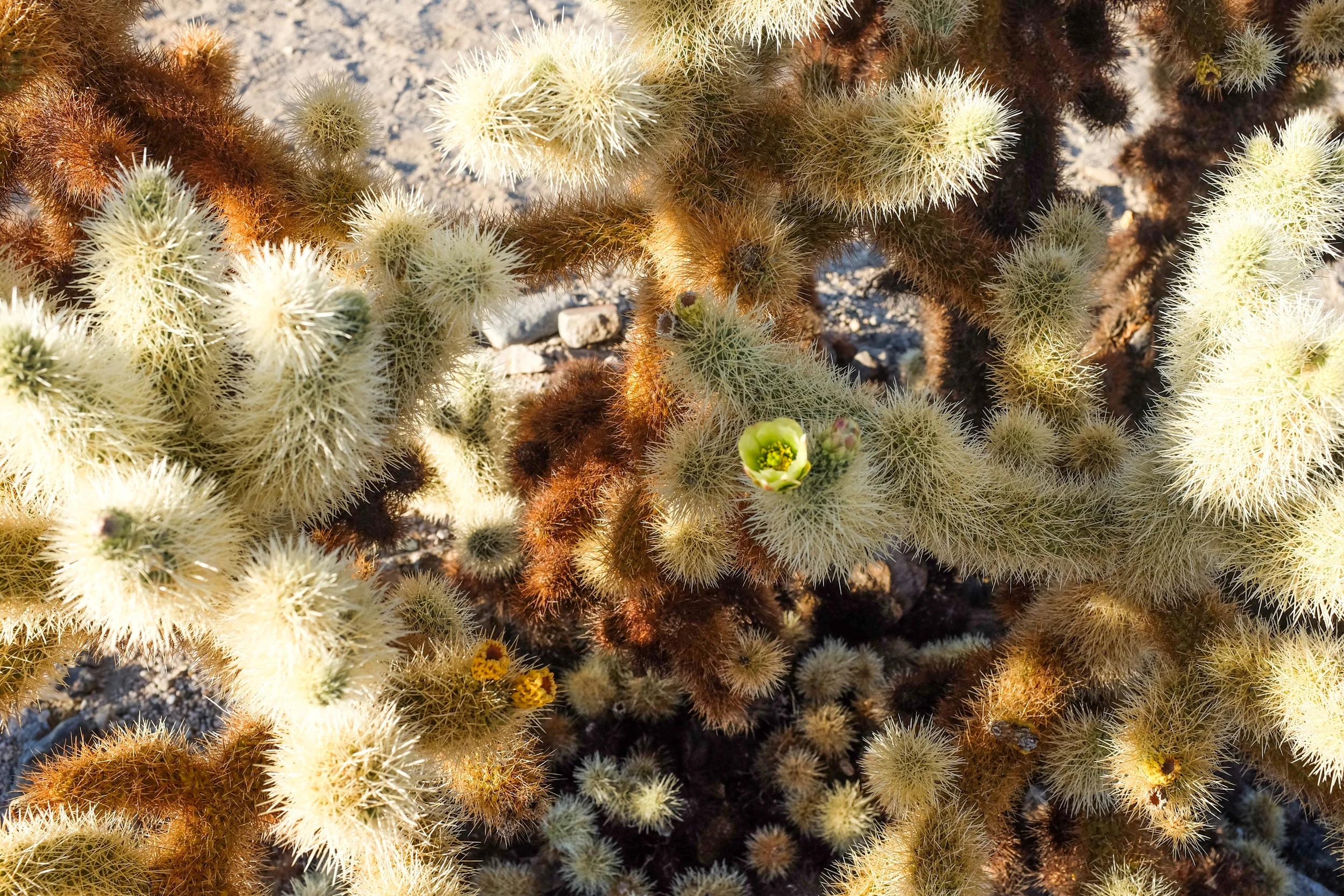 Joshua Tree, CA
