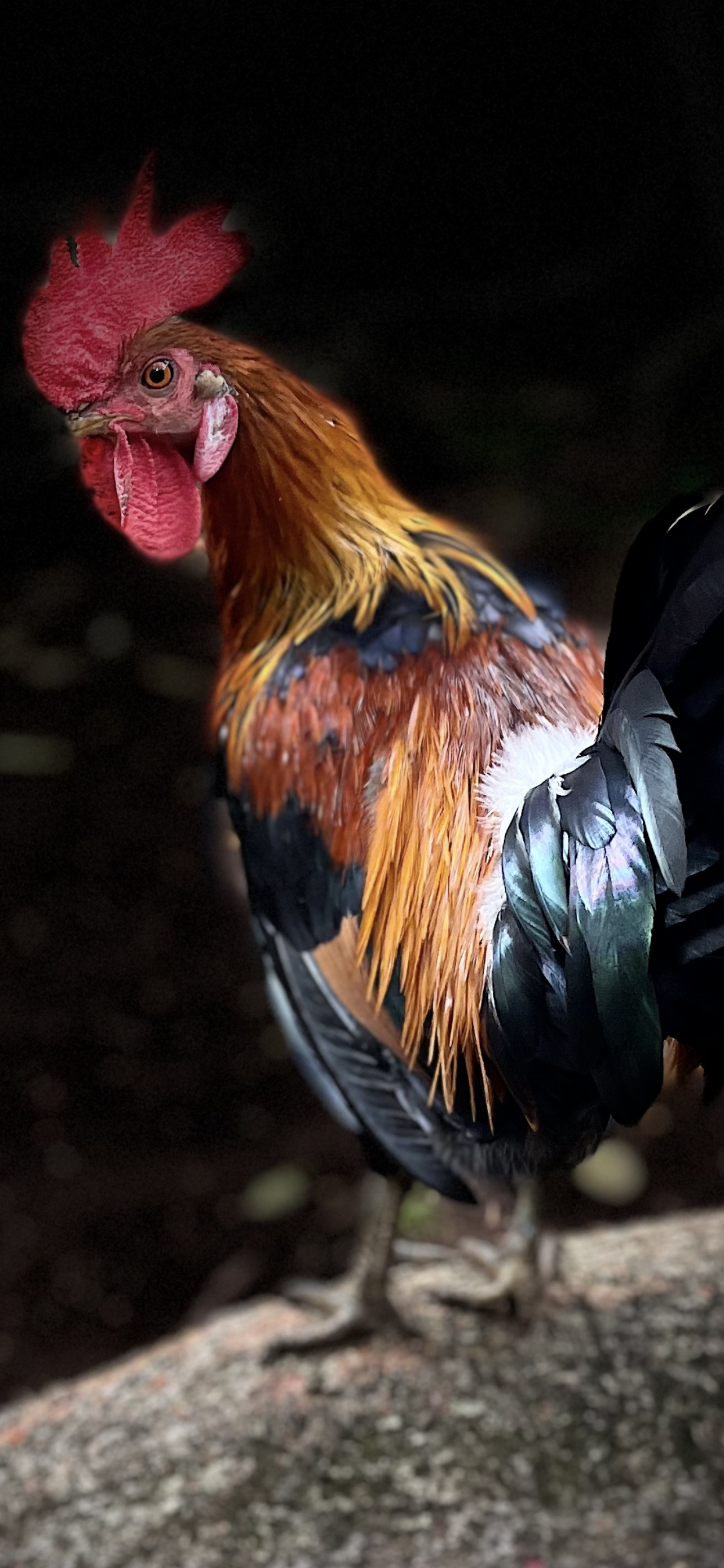 178. KAUA'I FIGHTING COCK_IMG_0628.PNG