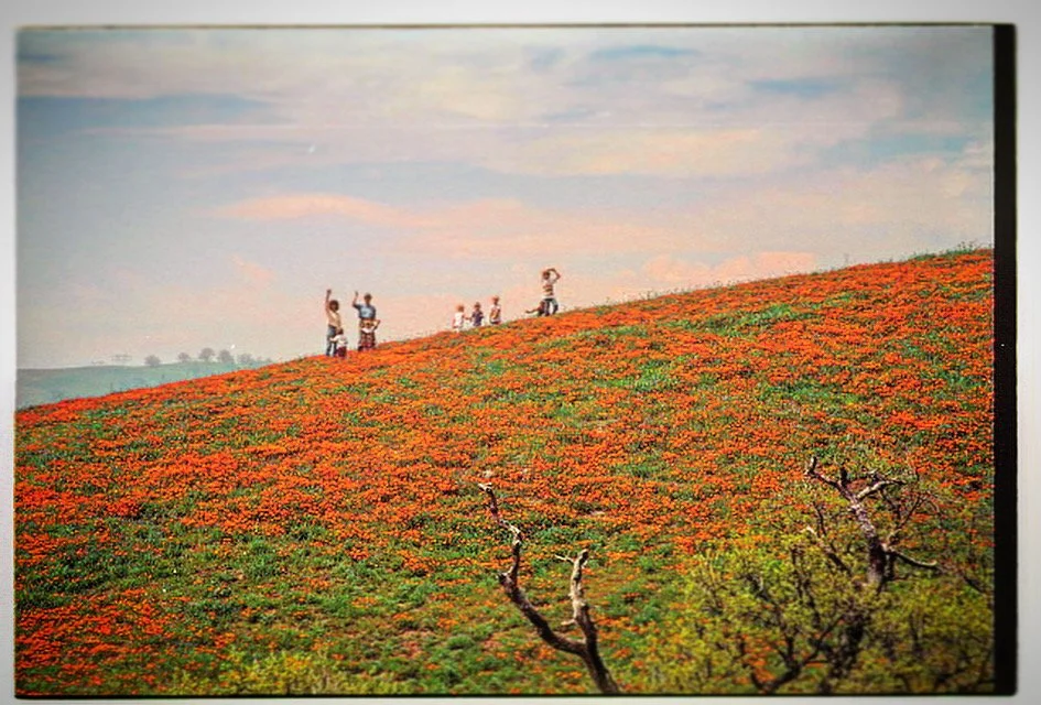329. FAMILY WAVING IN THE WILD FLOWERS, TEJON RANCH, CA_3127.jpg