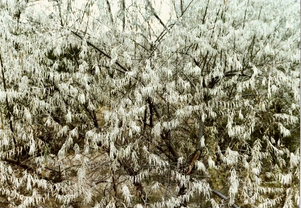 487.  NATURAL GARLANDS_880074.JPG