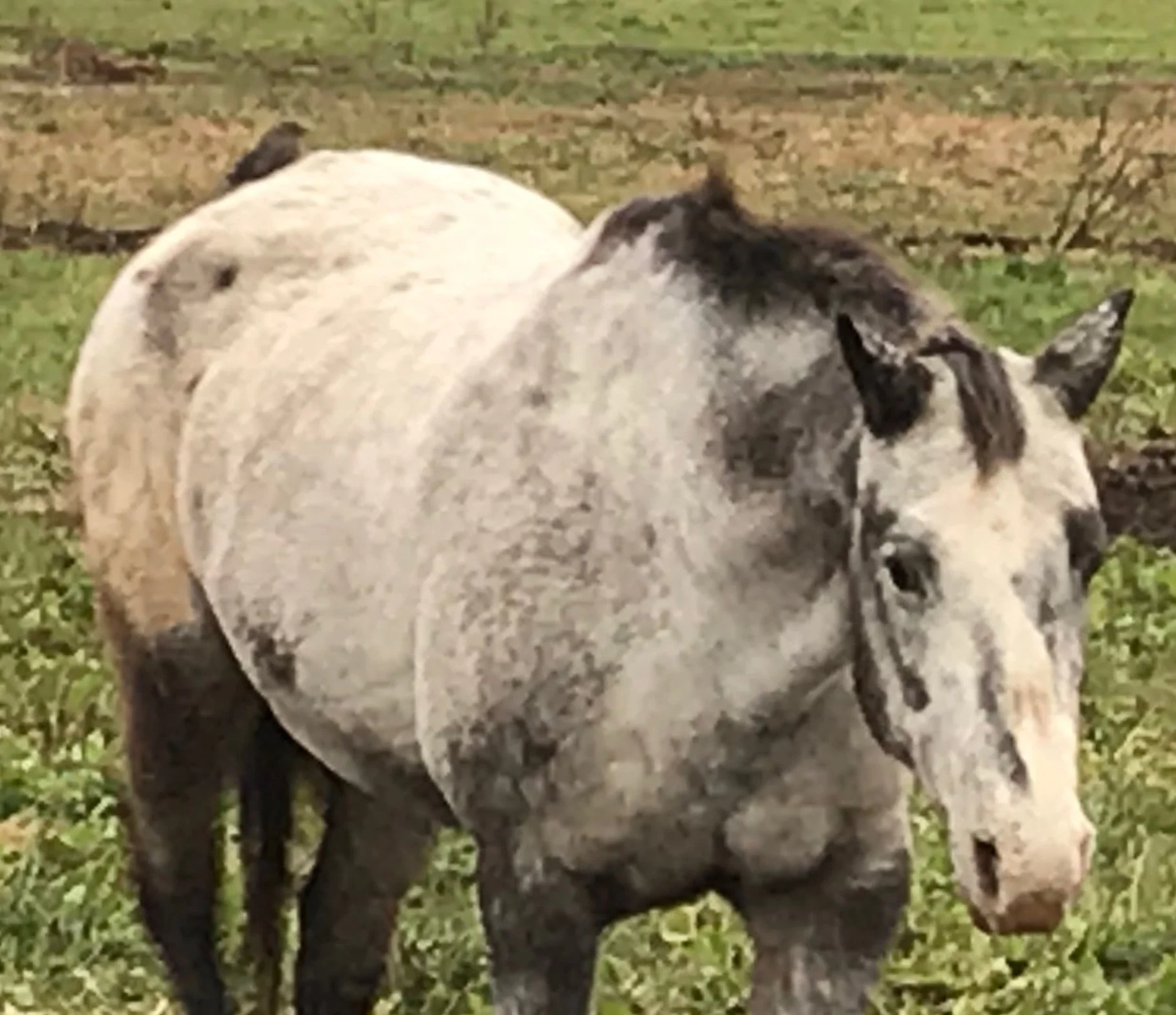 Rest in Peace, sweet Appy. We love you very much.
