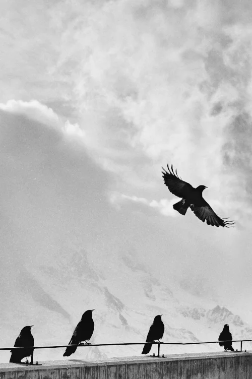 flight.jpg