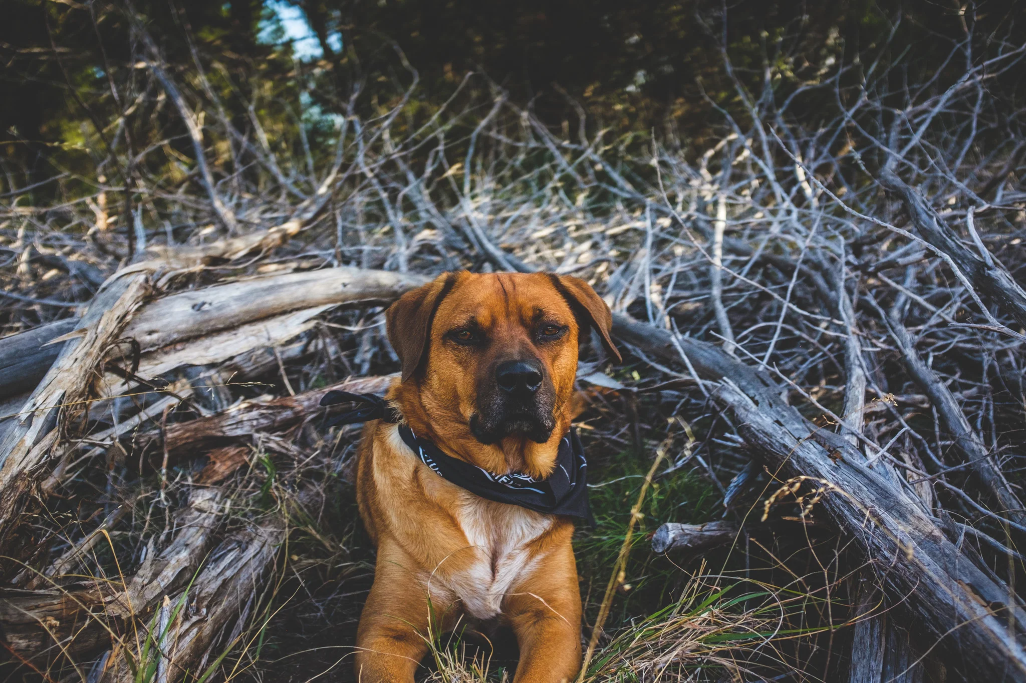 ALAN