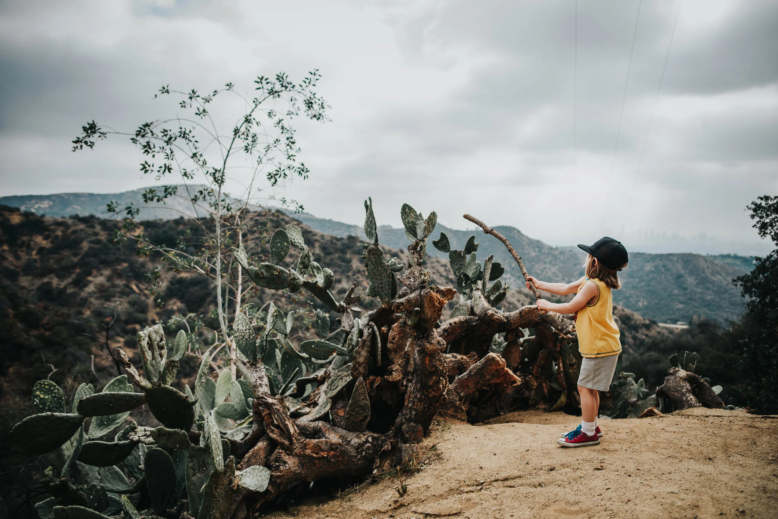 Little boy explores cactus during a hike in the mountains of Hollywood, California.