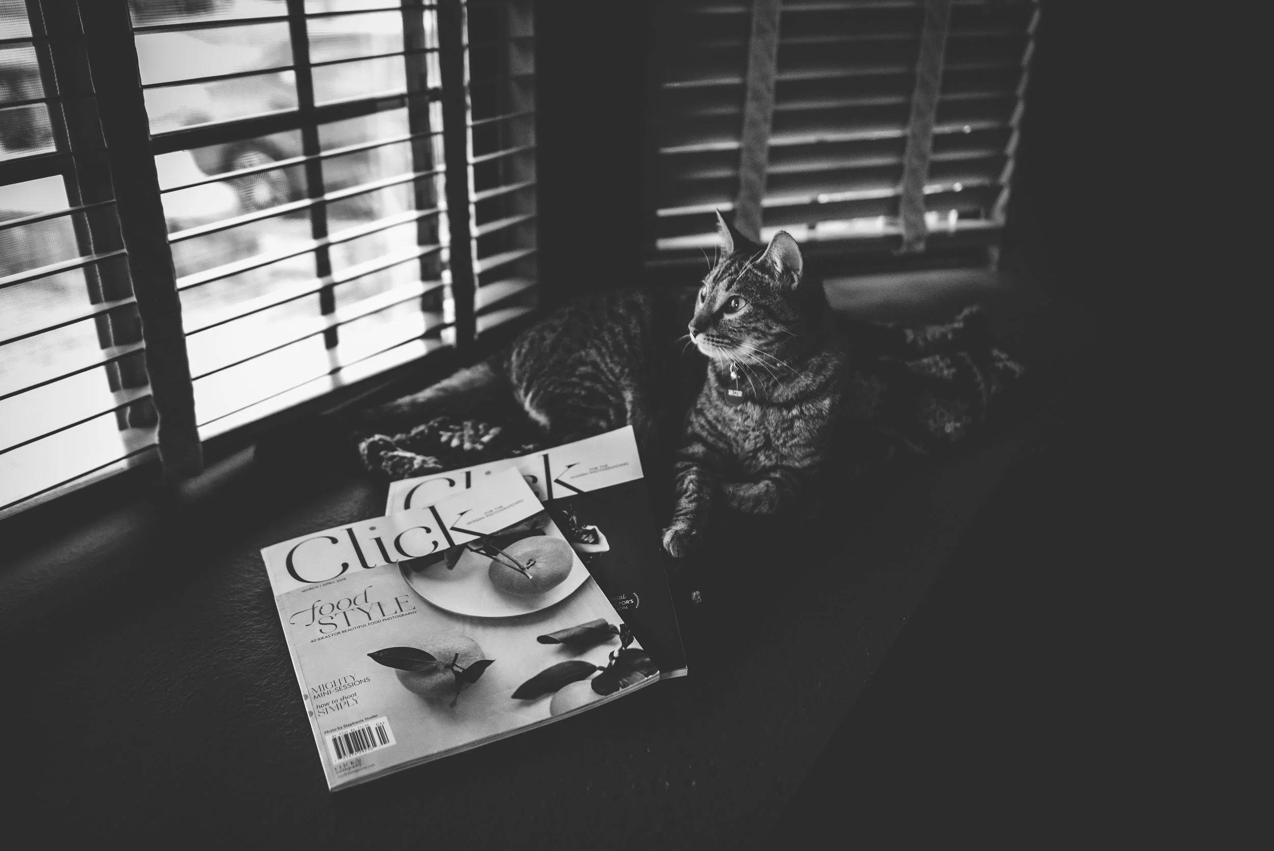 Cat sits in window with magazine from Click and Company in Colorado Springs.