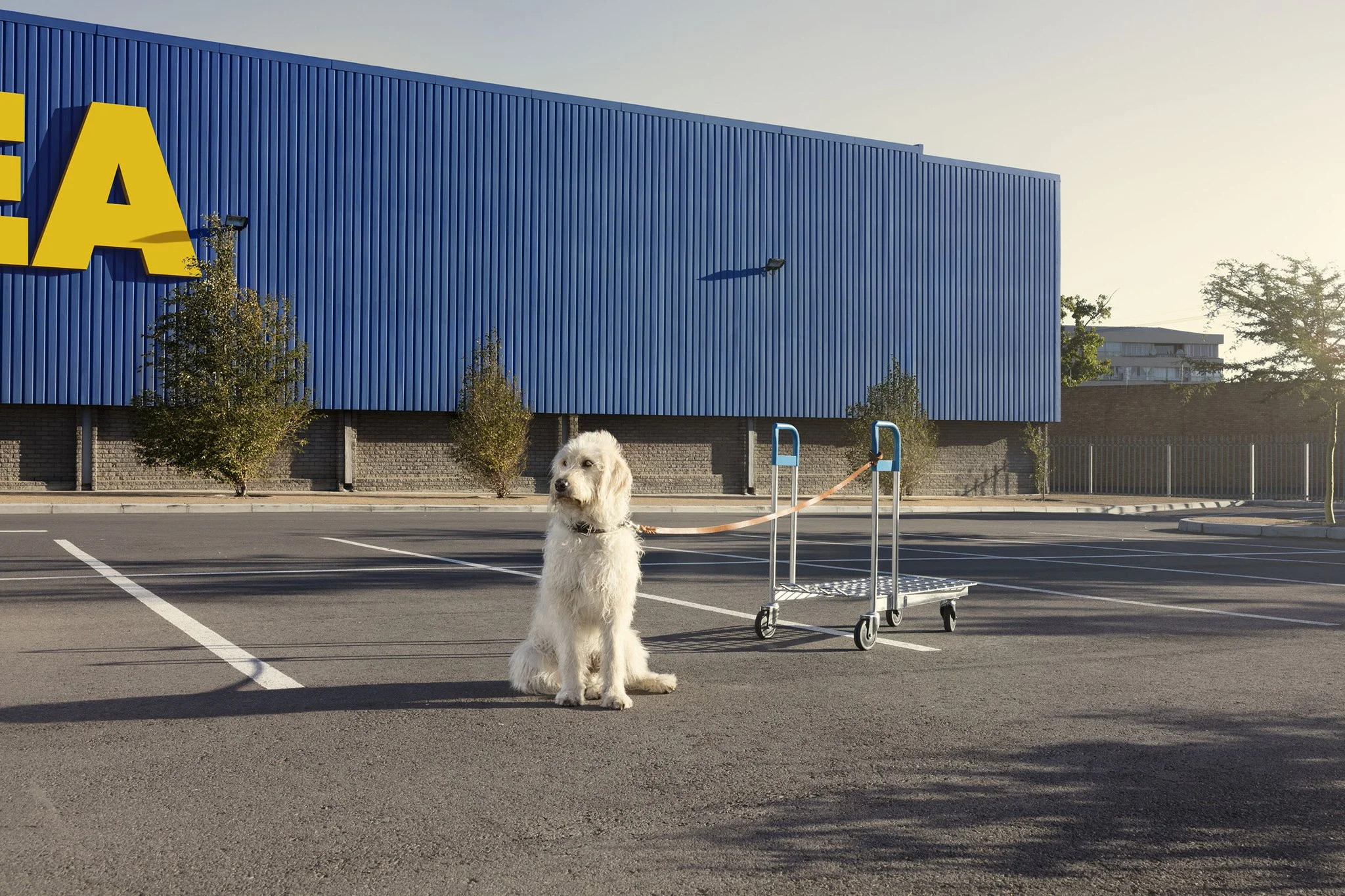 mebius_pickup_dog.jpg