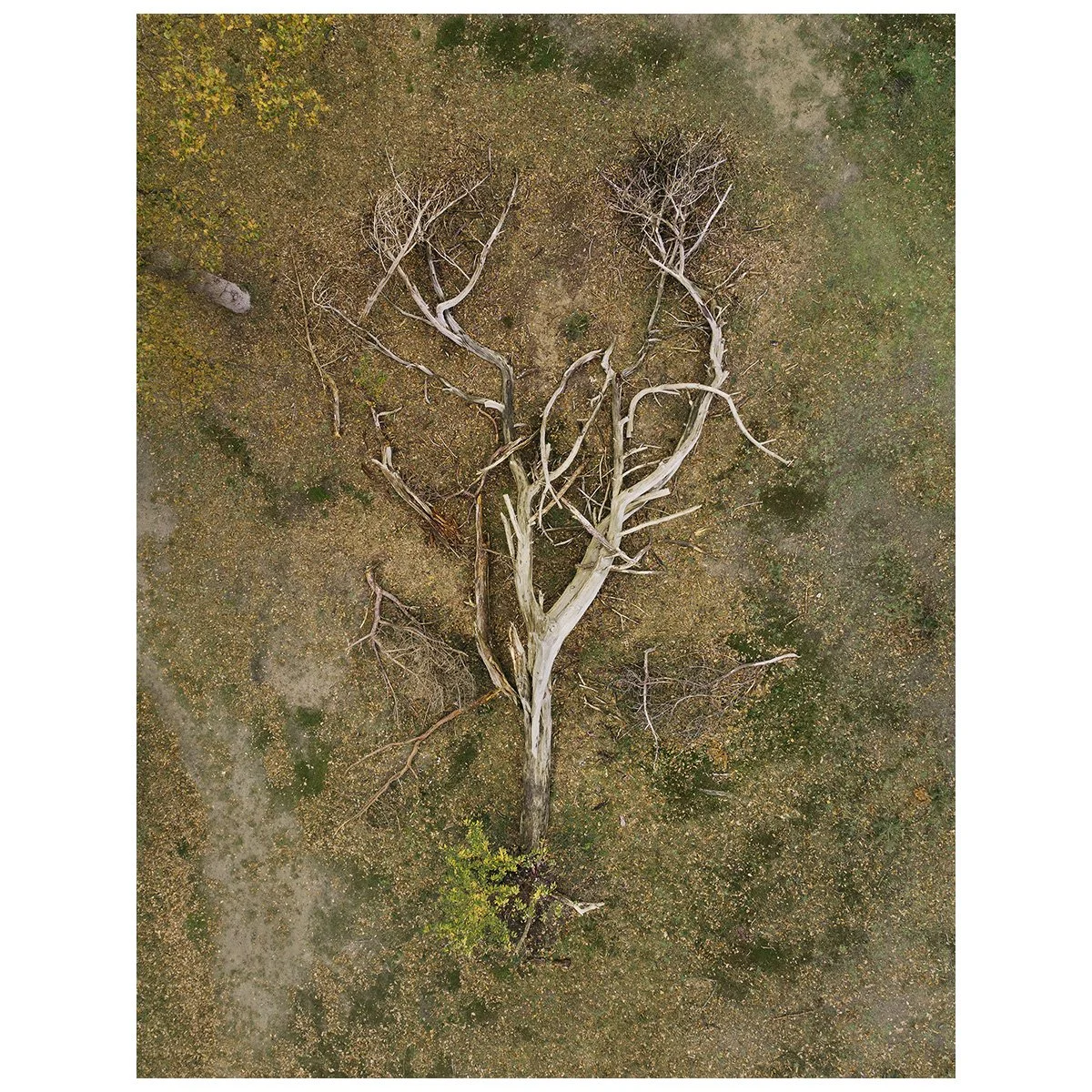 mebius_#8_pinus sylvestris.jpg