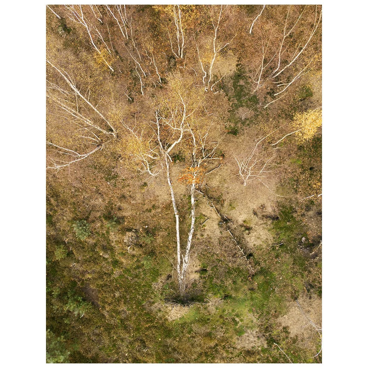 mebius_#13_betula.jpg