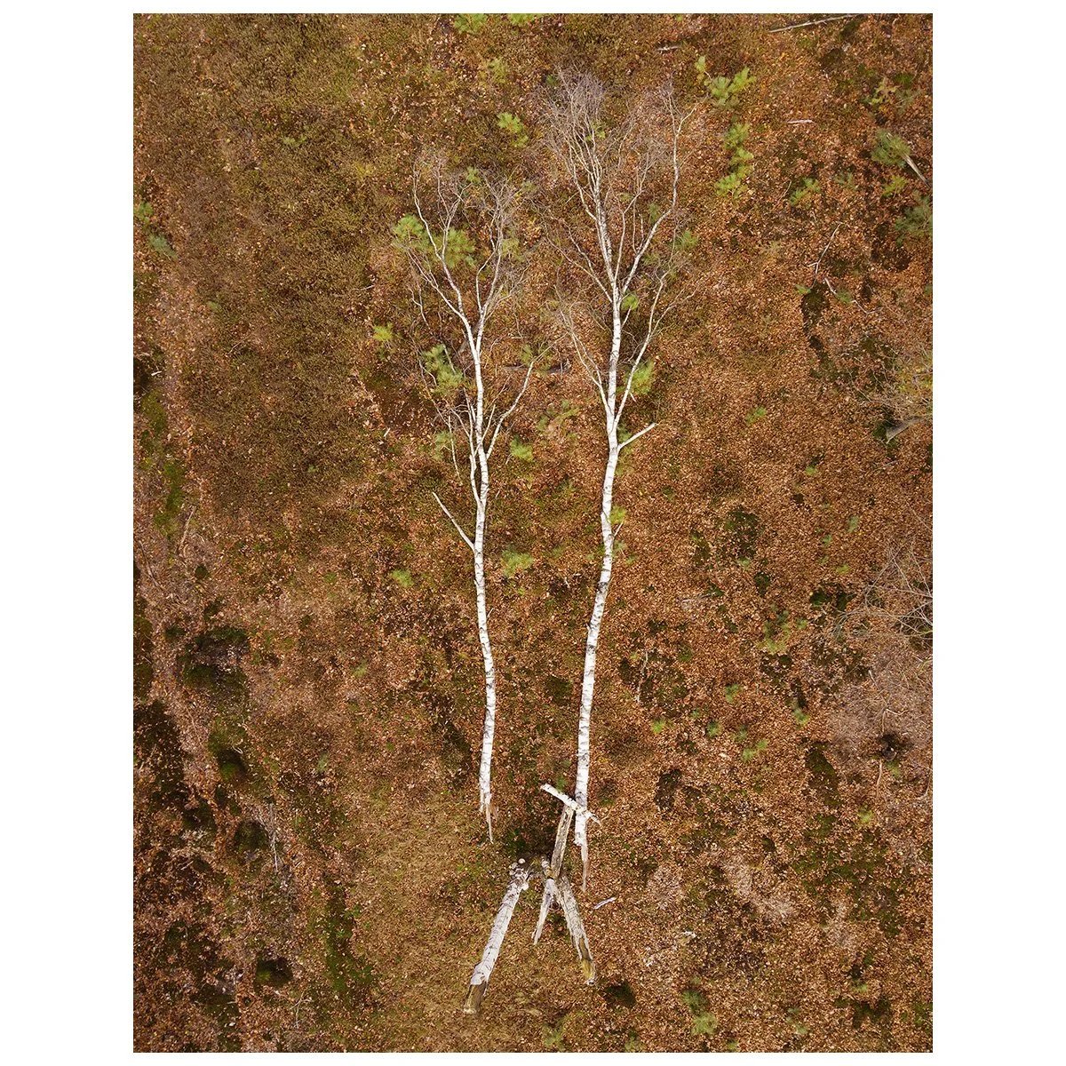 mebius_#12_betula.jpg