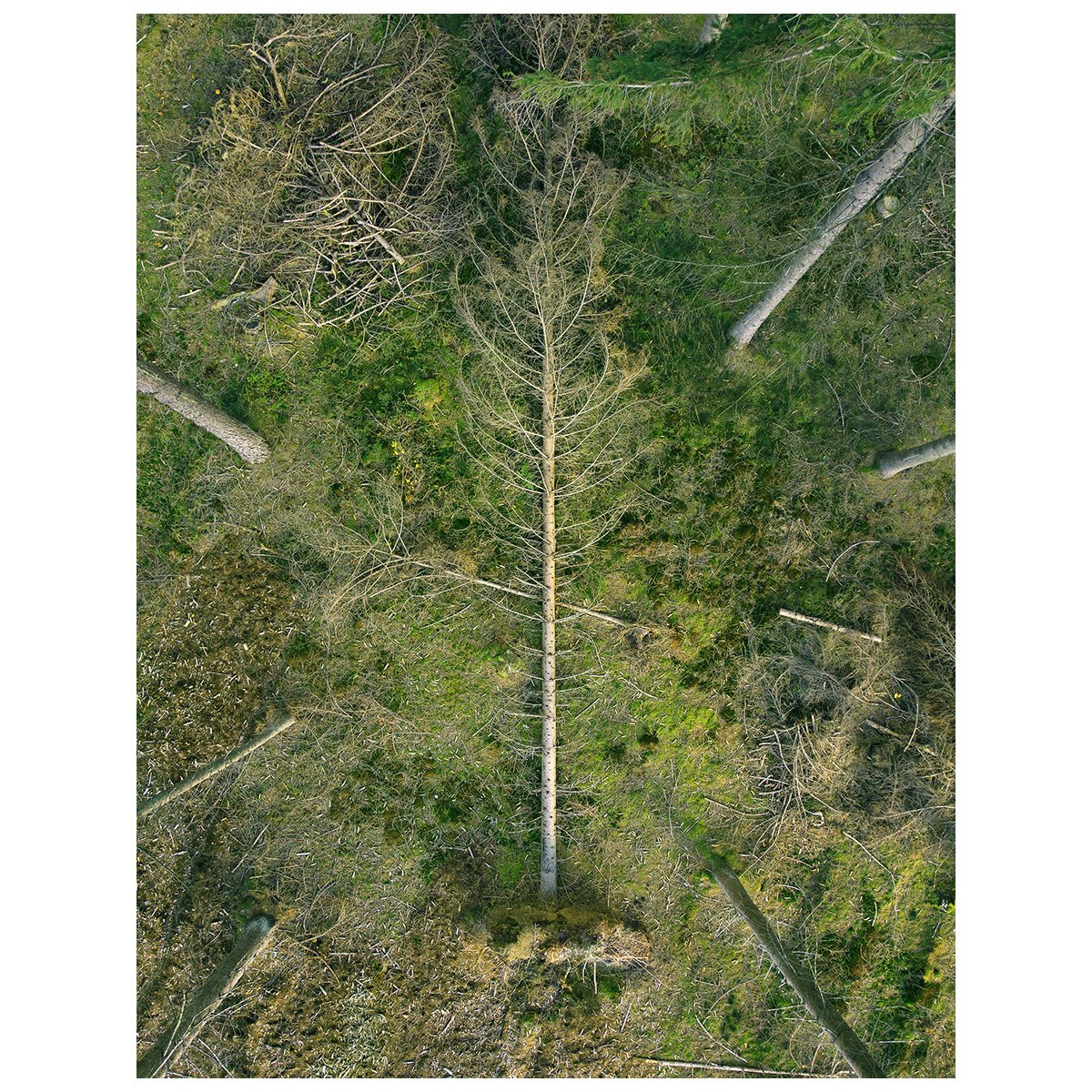mebius_#20_picea excelsa.jpg