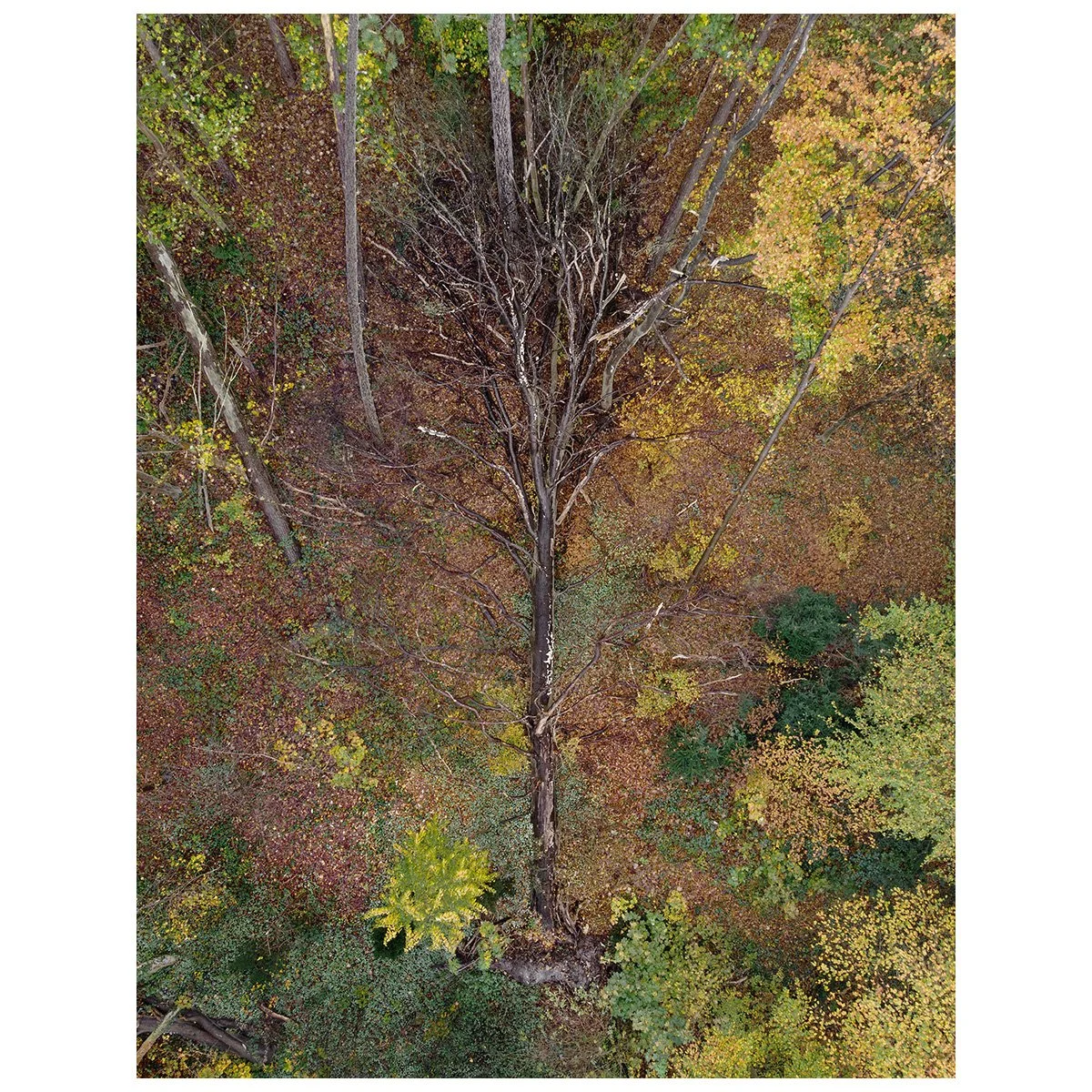 mebius_#30_fagus sylvatica.jpg