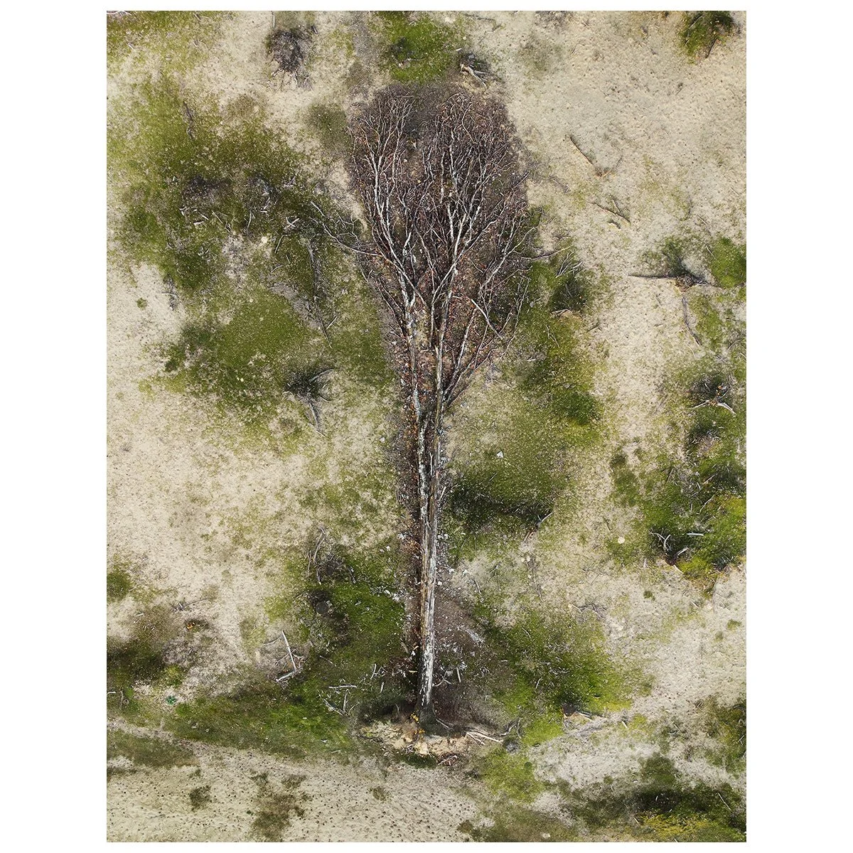 mebius_#43_betula.jpg
