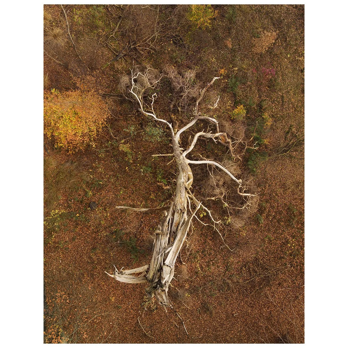 mebius_#50_pinus sylvestris.jpg