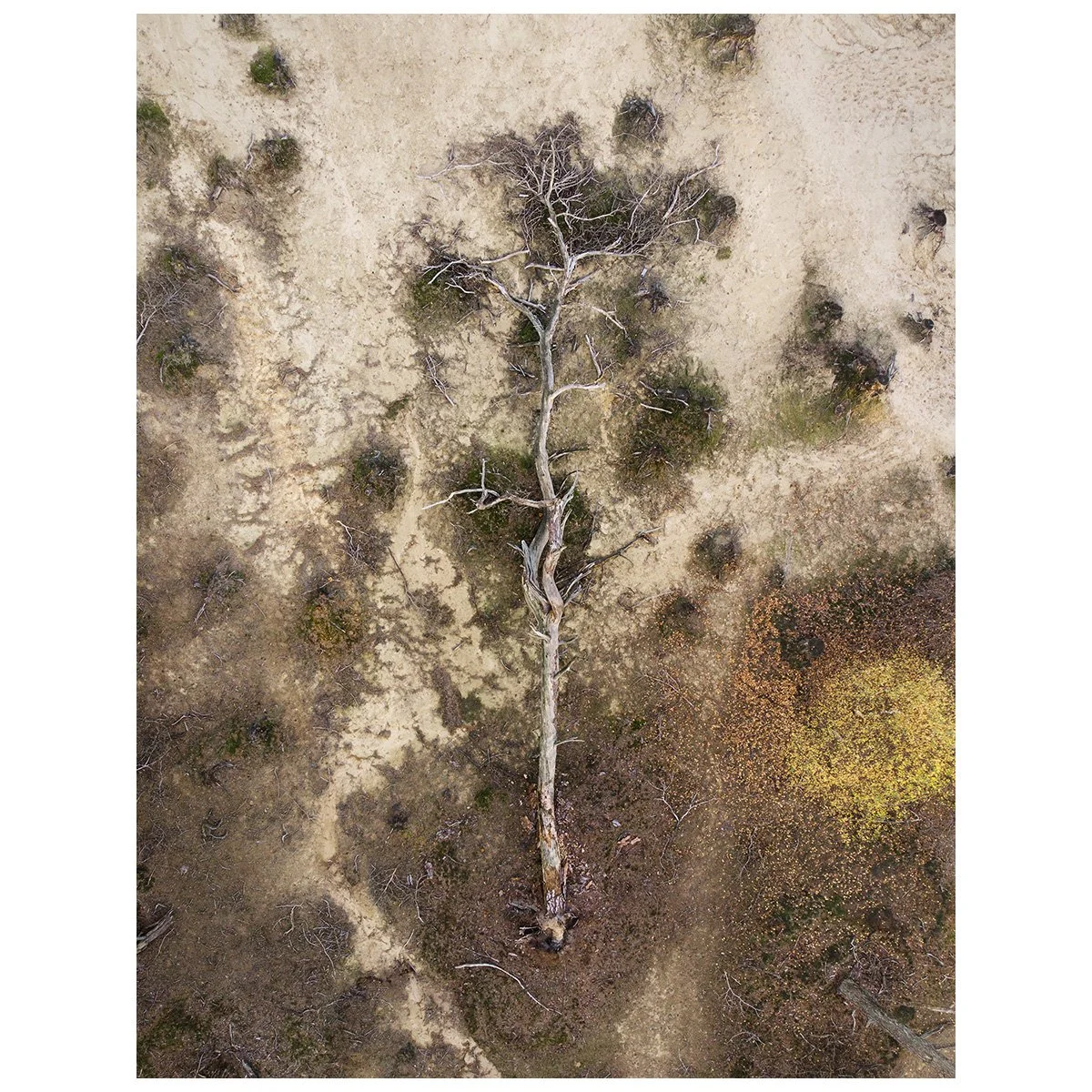 mebius_#52_pinus sylvestris.jpg