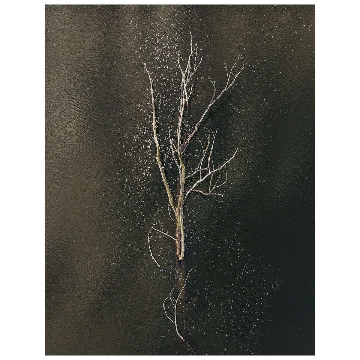 mebius_#60_salicaceae.jpg