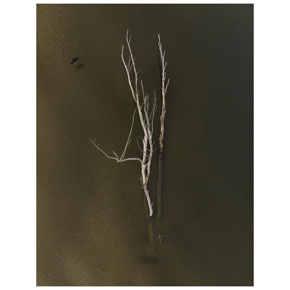 mebius_#61_salicaceae.jpg