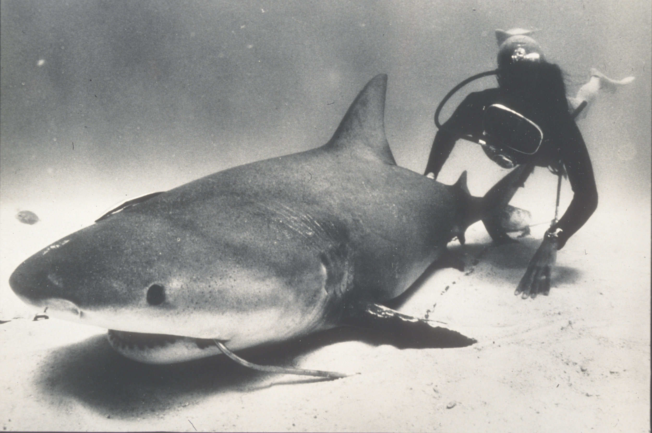 Genie inspects a bull shark caught on a line in Mexico