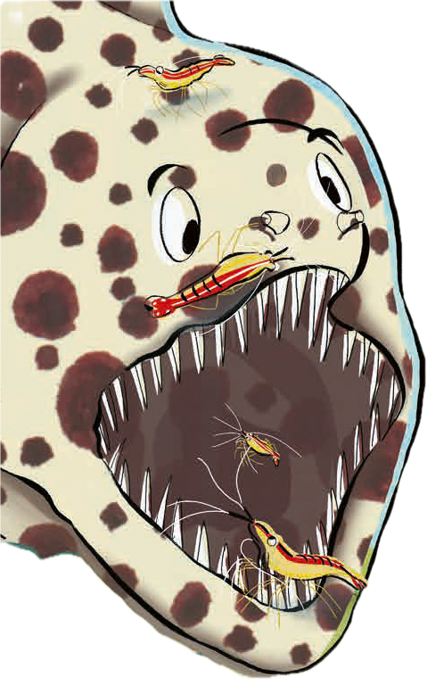 Moray Eel and Cleaner Shrim