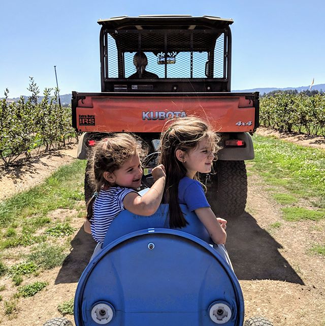 barrel rides and berry picking ... yes I rode too.
.
.
#berries #berrypicking #barrelrides #blueberries #blackberries #tangle #vines #nieces #auntielove #sillyfaces