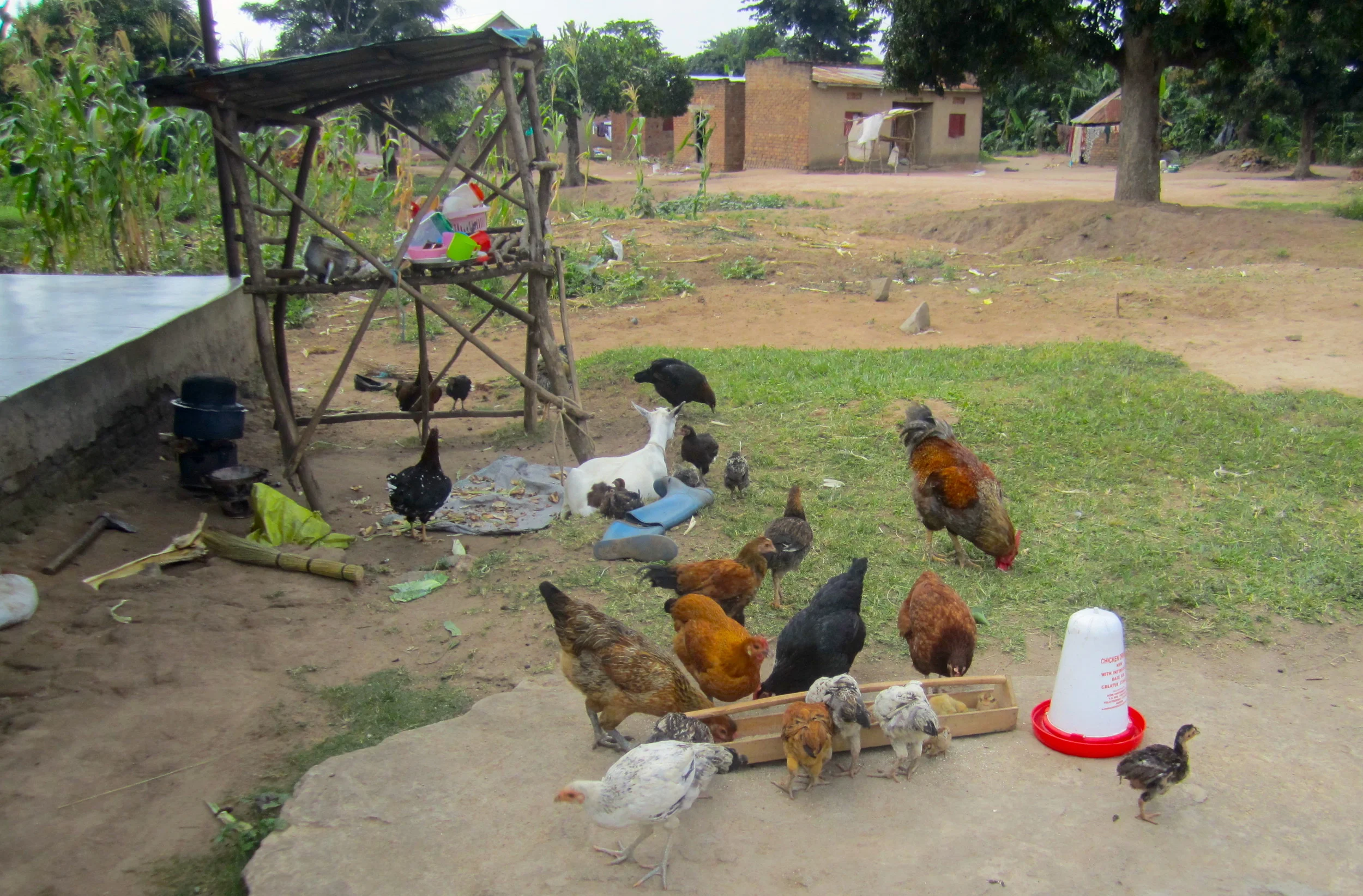Chickens of an Iganga cooperative member