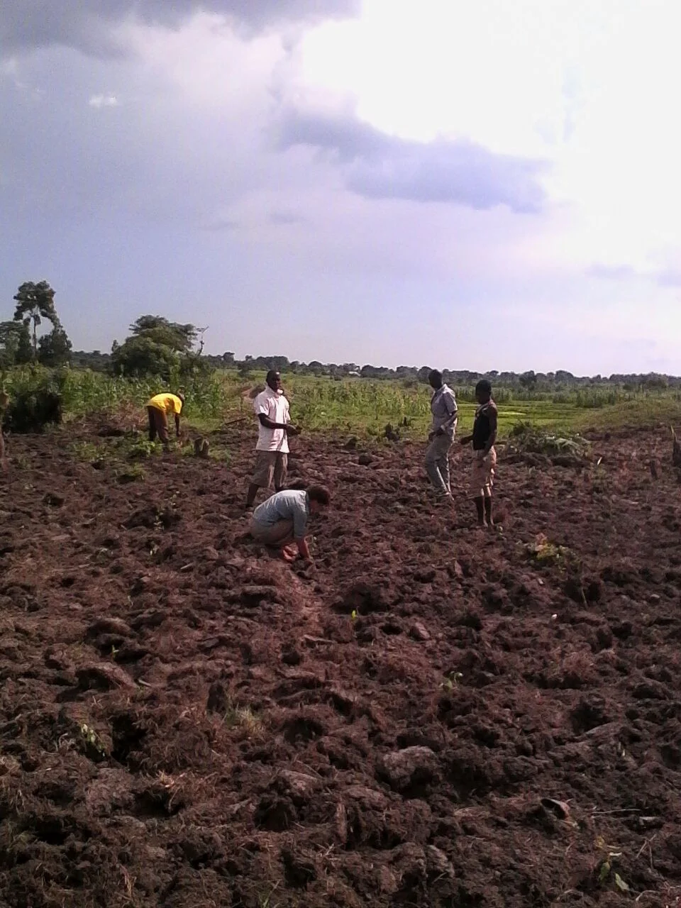 Installation of the new eucalyptus garden in Iganga