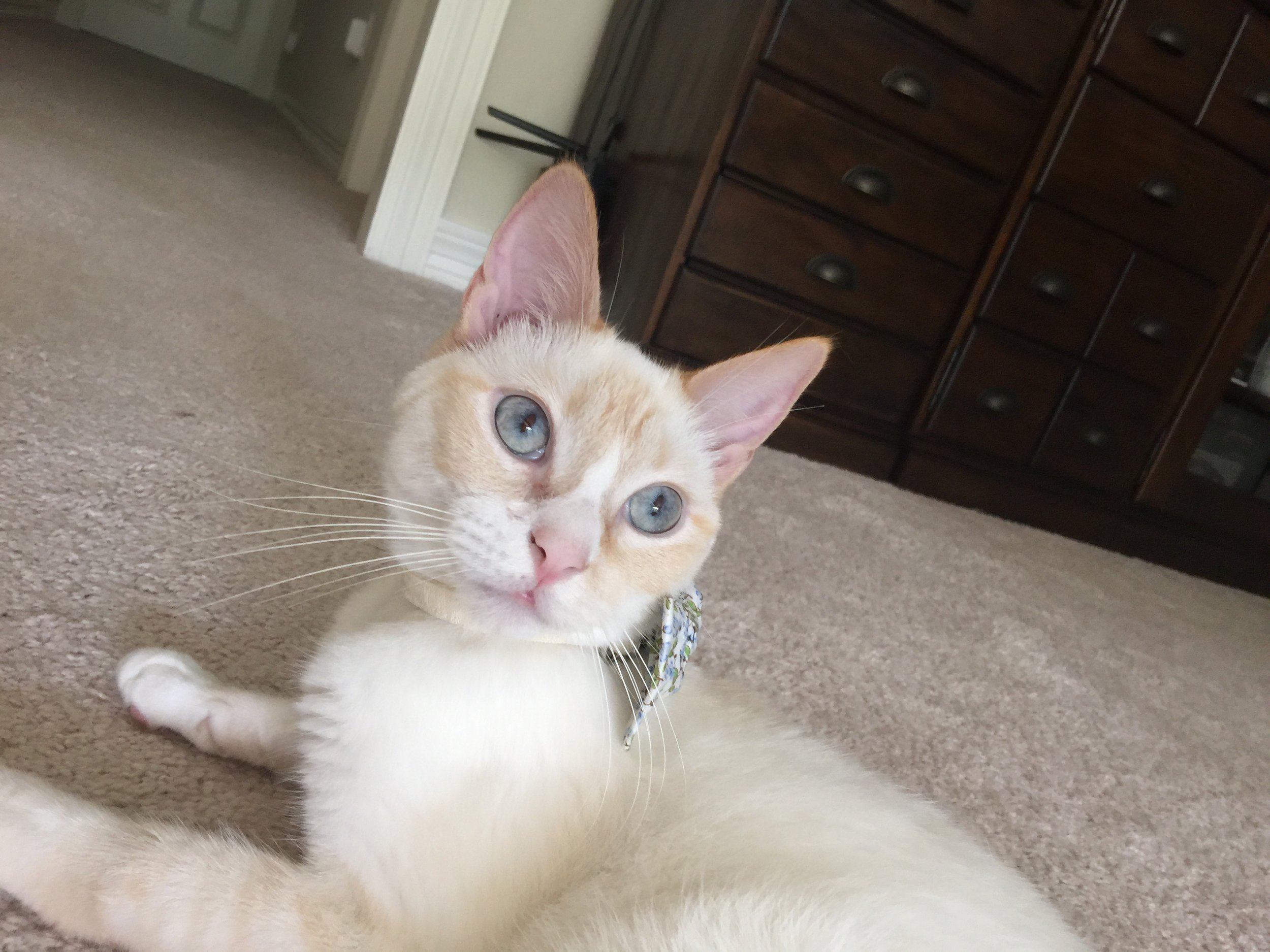 RIP my sweet baby girl