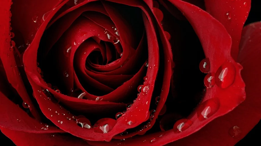 bigstock-Macro-image-of-dark-red-rose-w-15024077.jpg